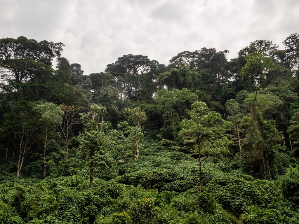 Bwindi Impenetrable Forest