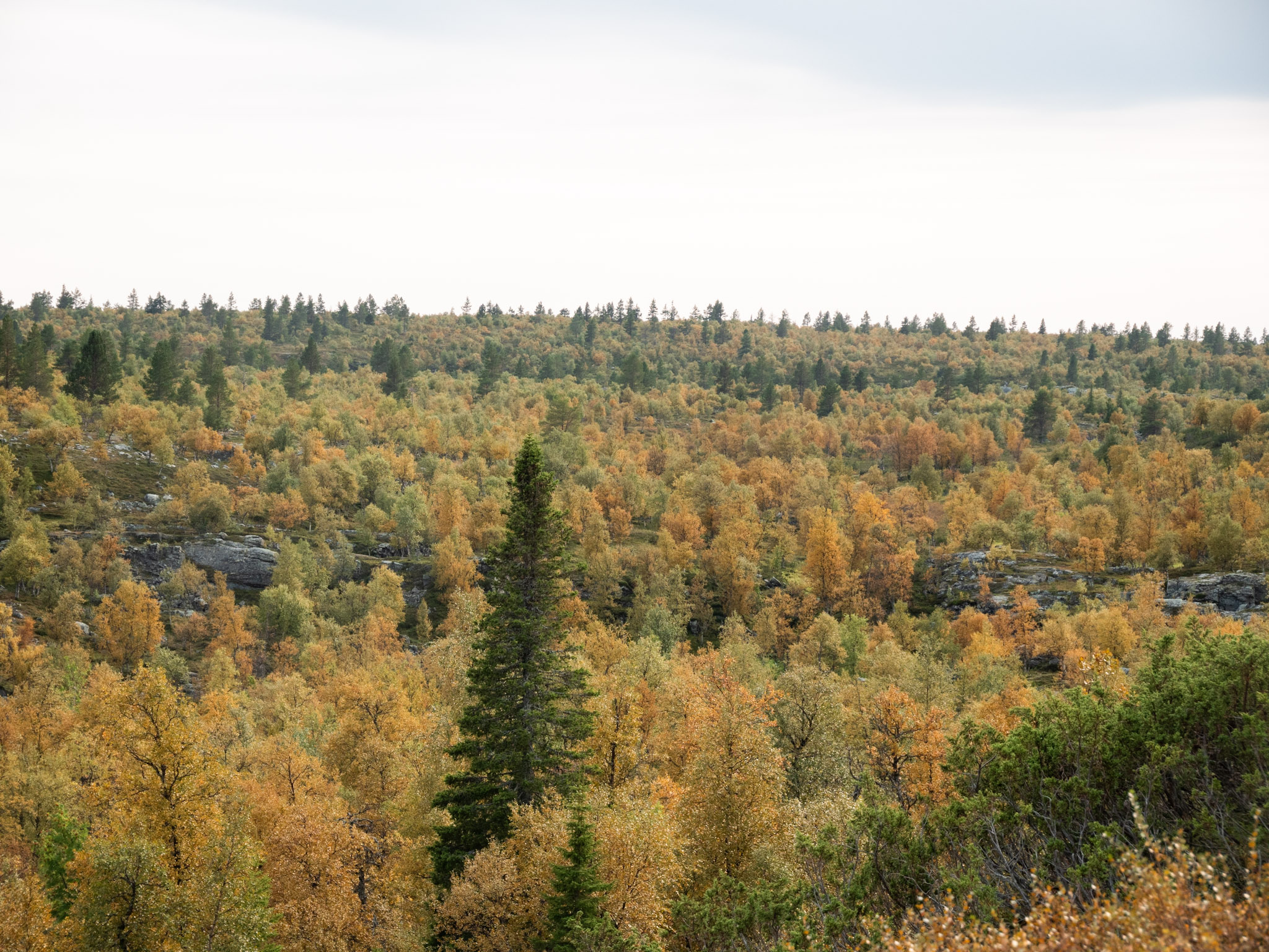 foret boréale en automne