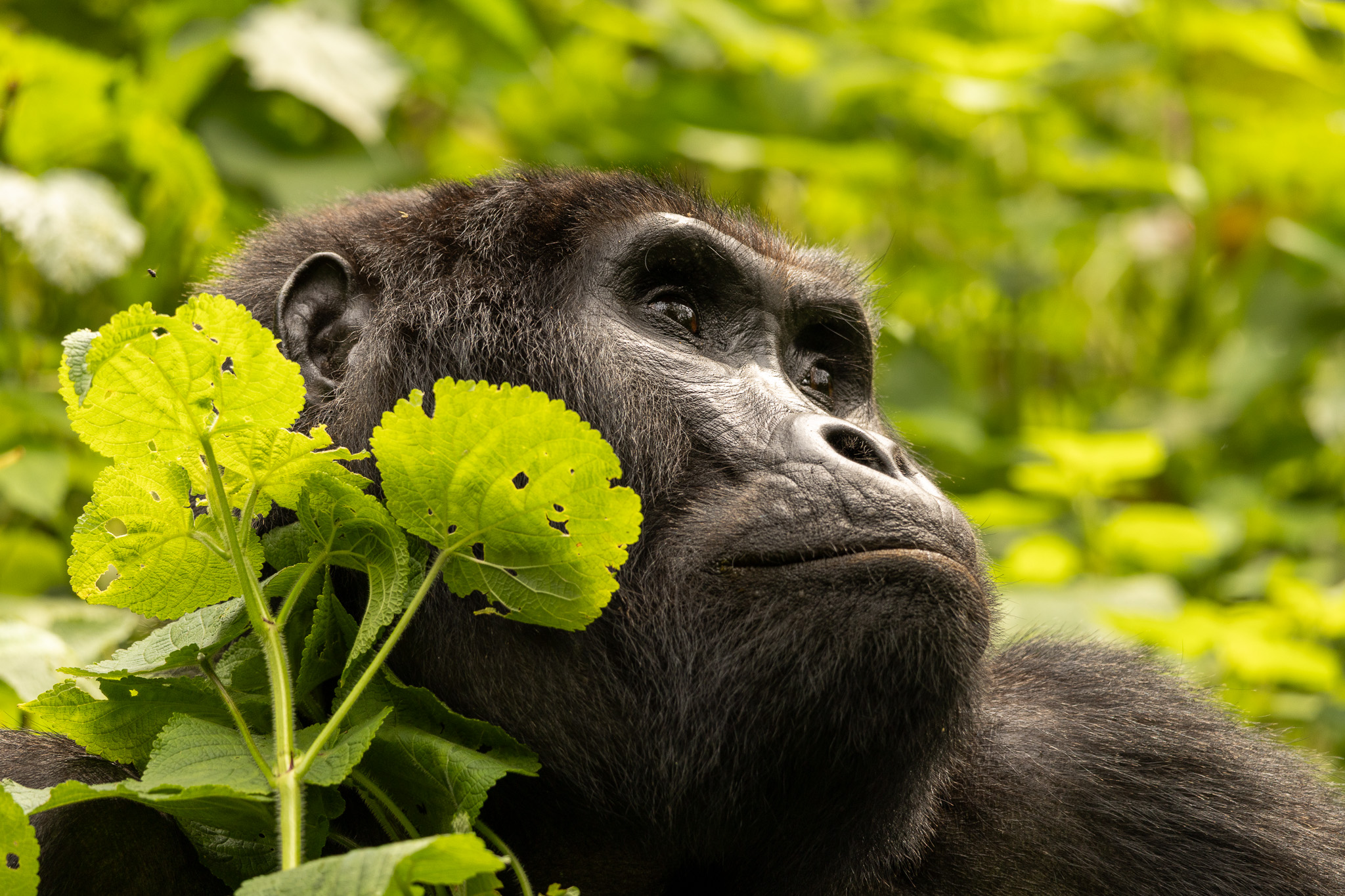Gorille Ouganda