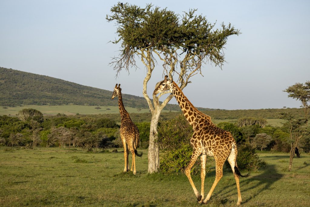 girafes afrique