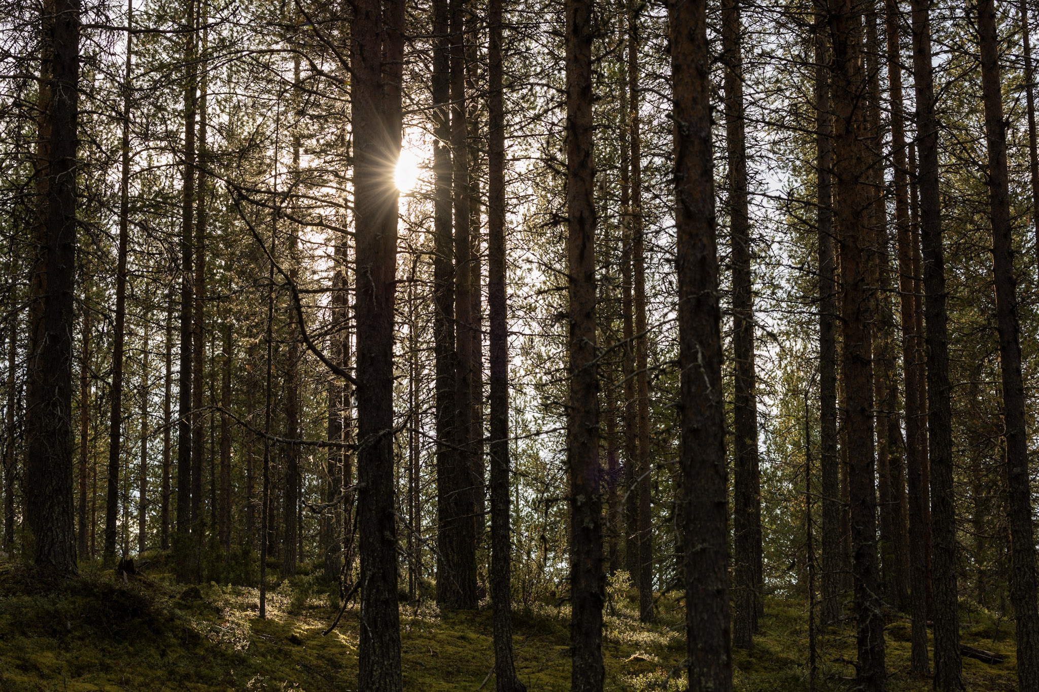 Forêt Finlande