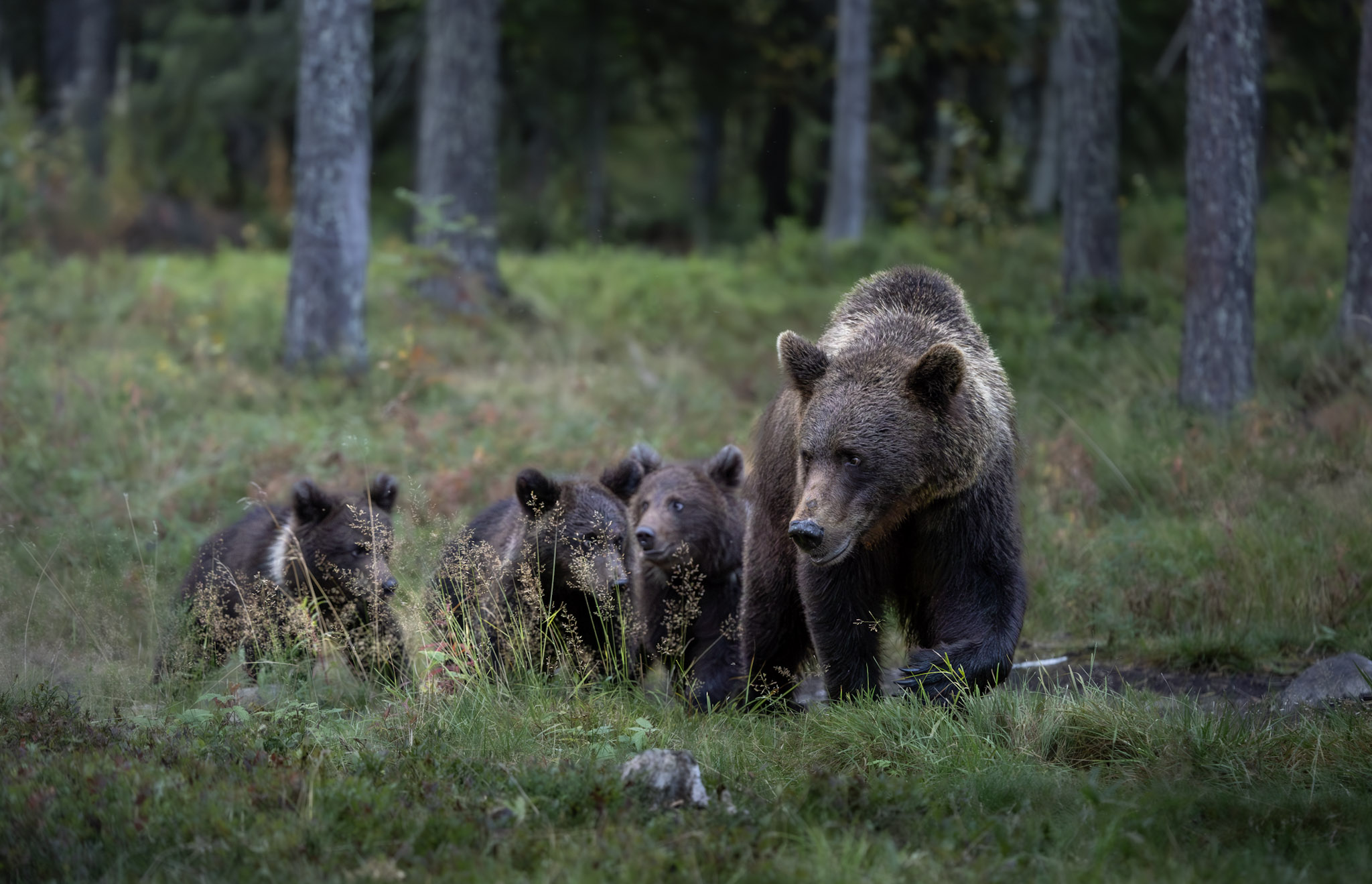 famille d'ours brun