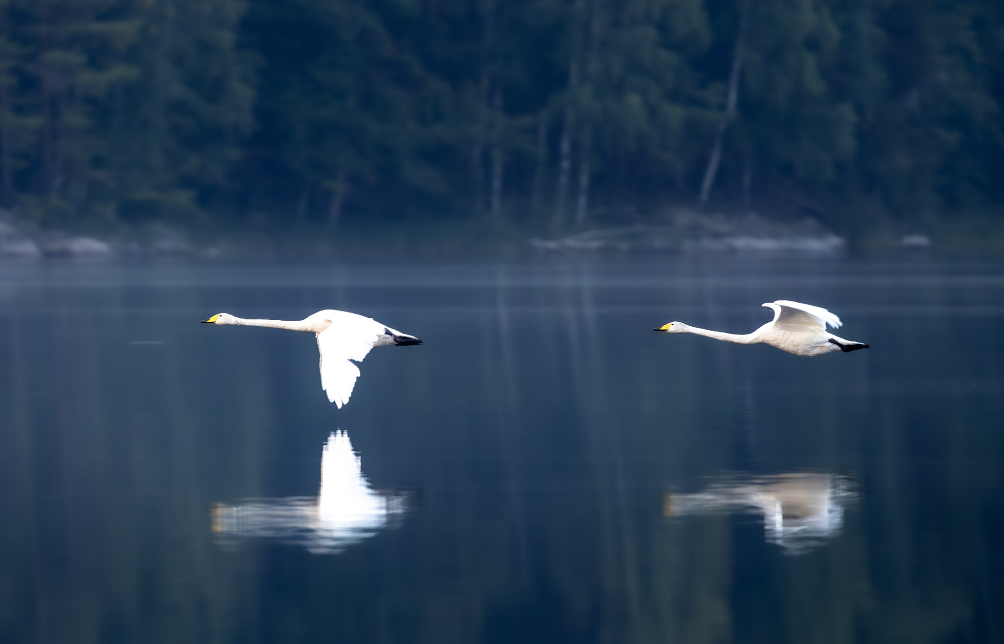 cygnes chanteurs en vol