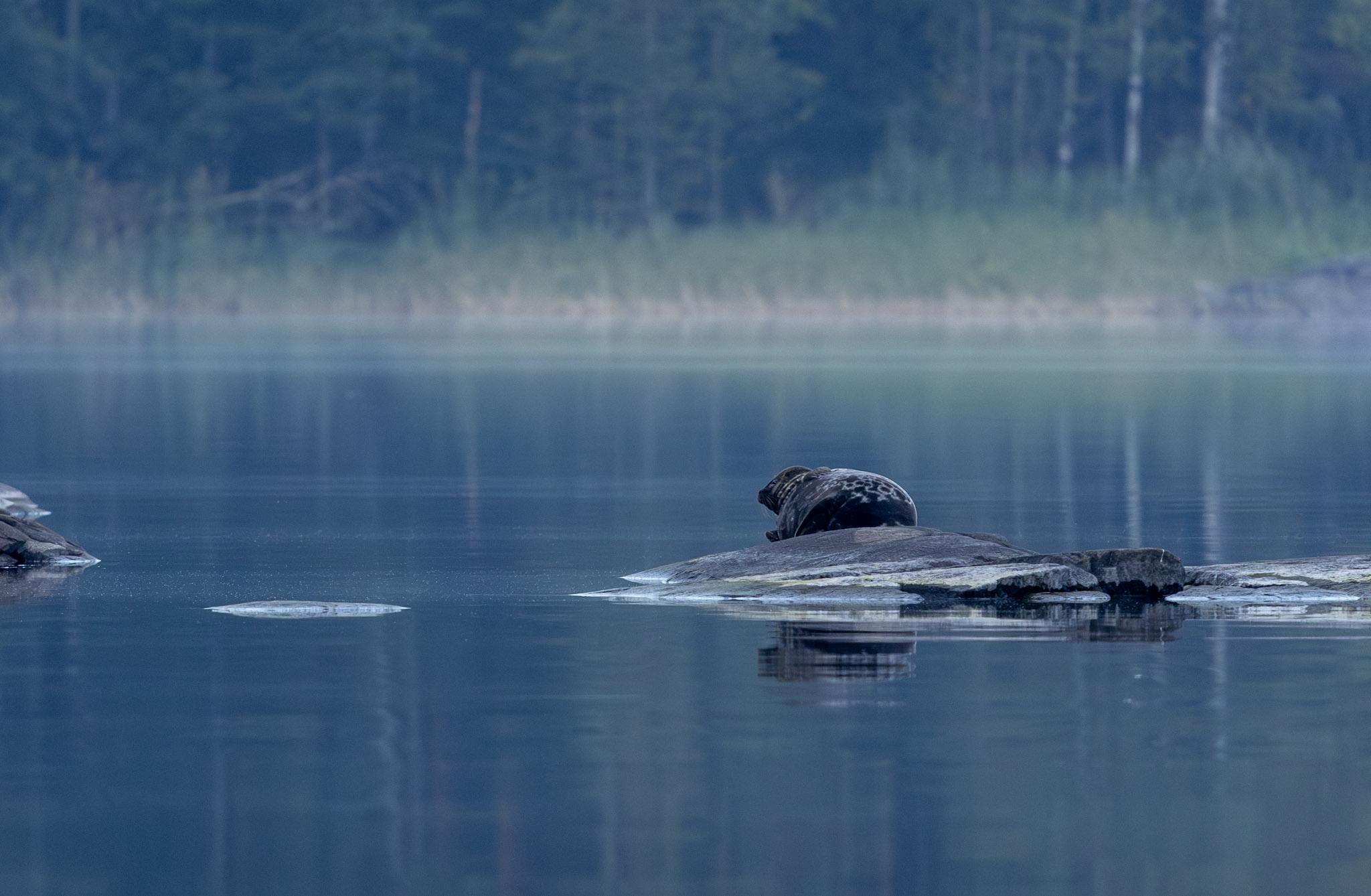 phoque du lac saimaa