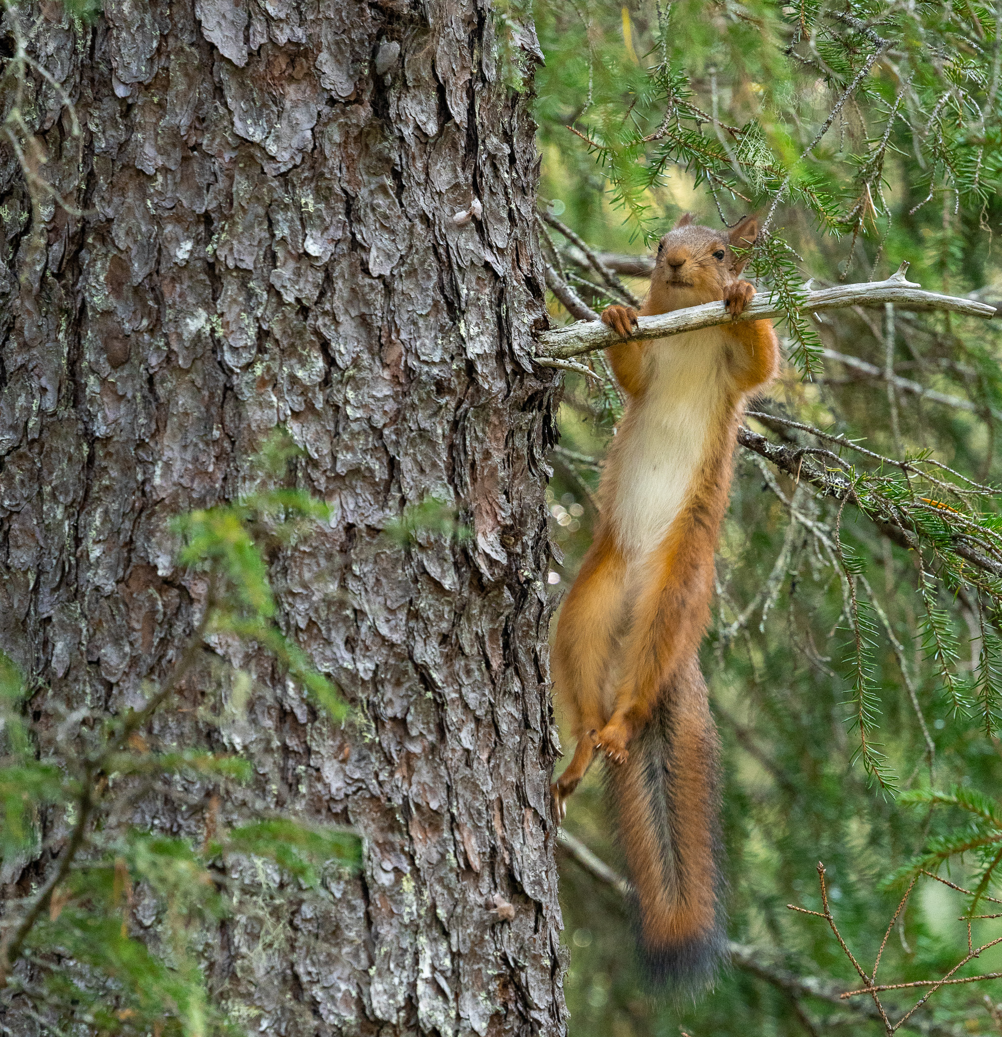 écureuil