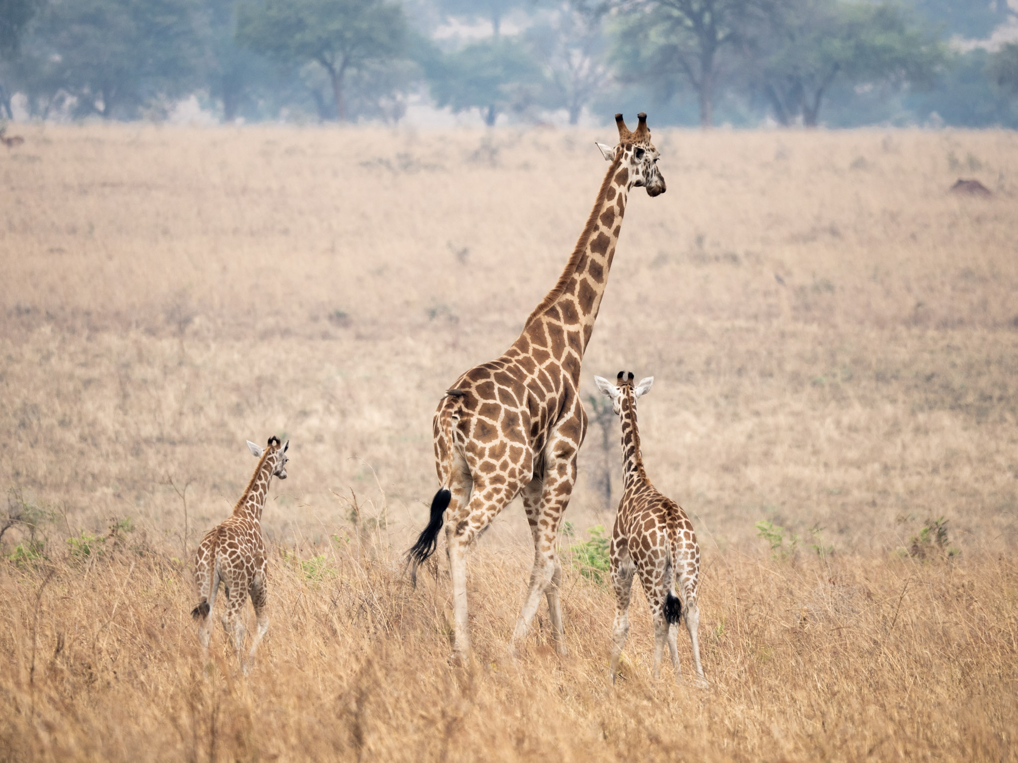 Girafes avec bébés au Kidepo Valley