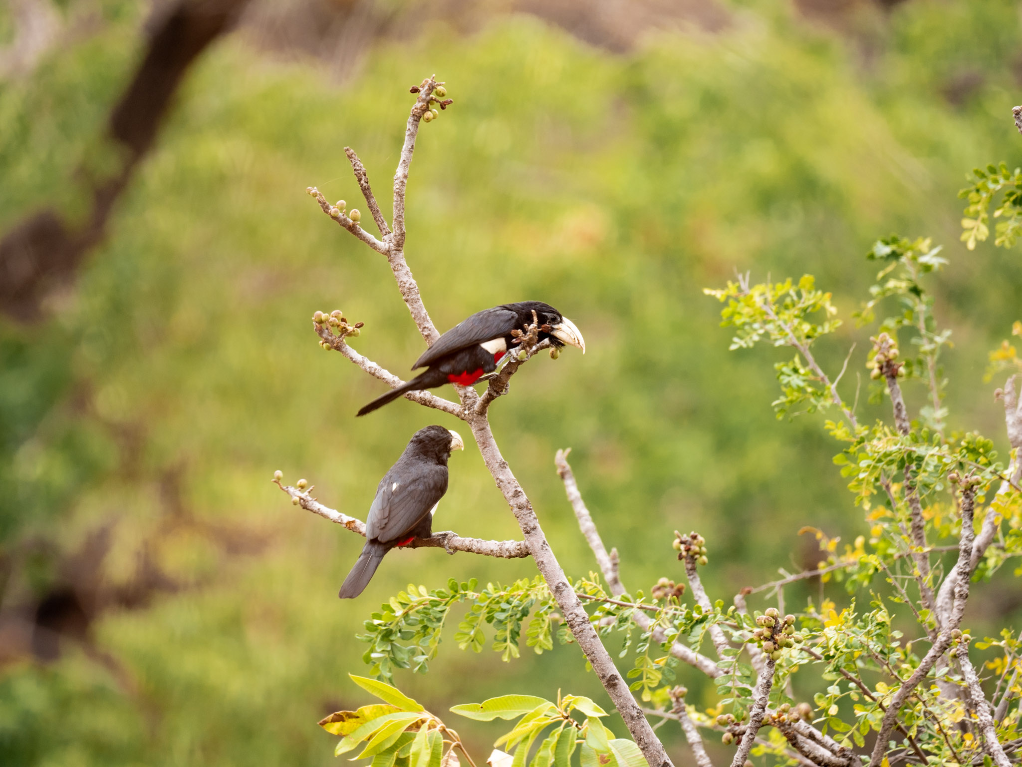 Oiseaux Kidepo Valley