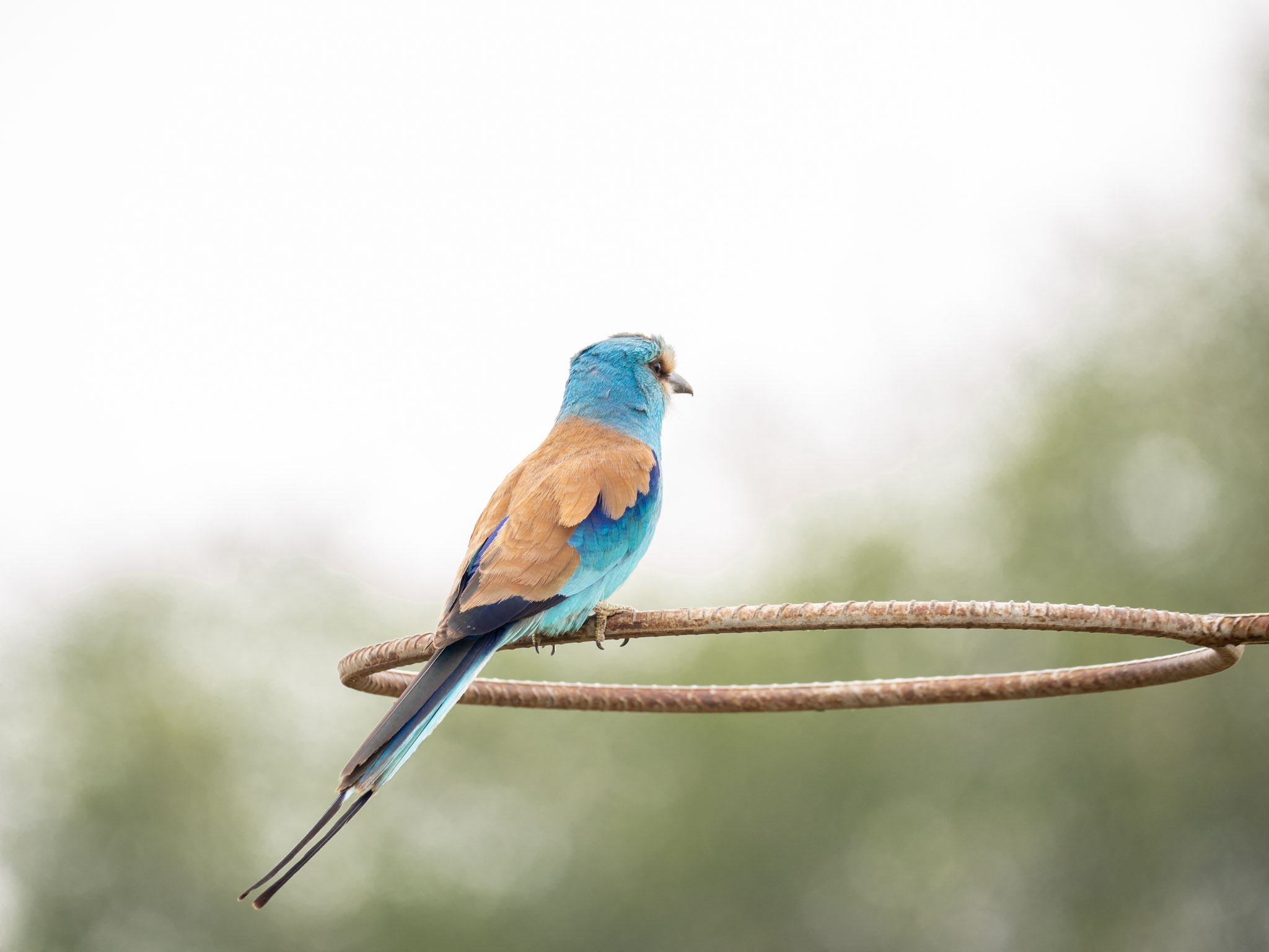 Oiseau Kidepo Valley