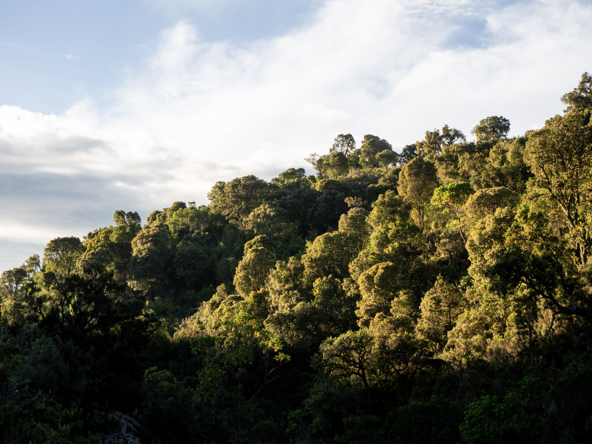 Forêt Mont Elgon