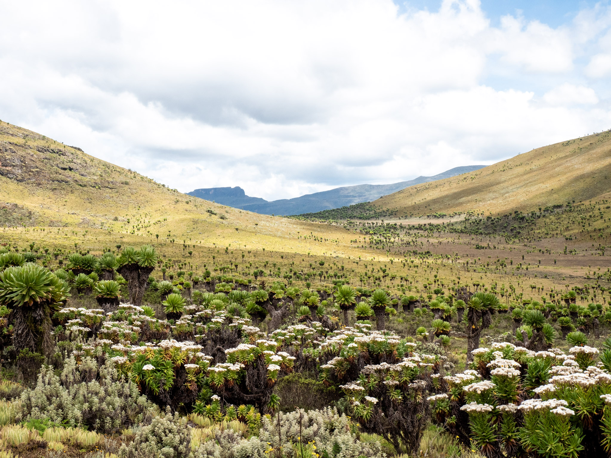 Temps ensoleillé au Mont Elgon