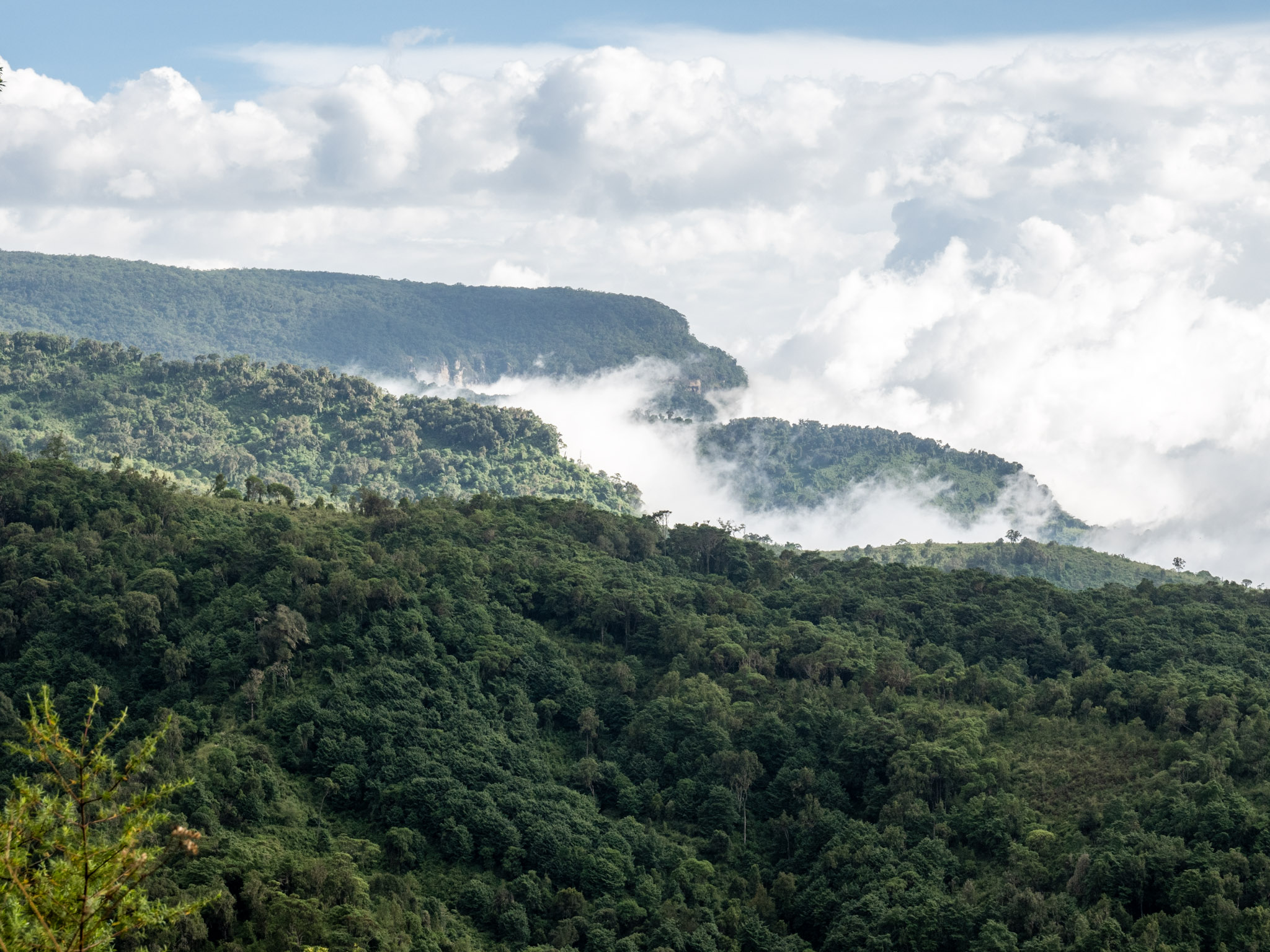 Vue sur la forêt du Mont Elgon