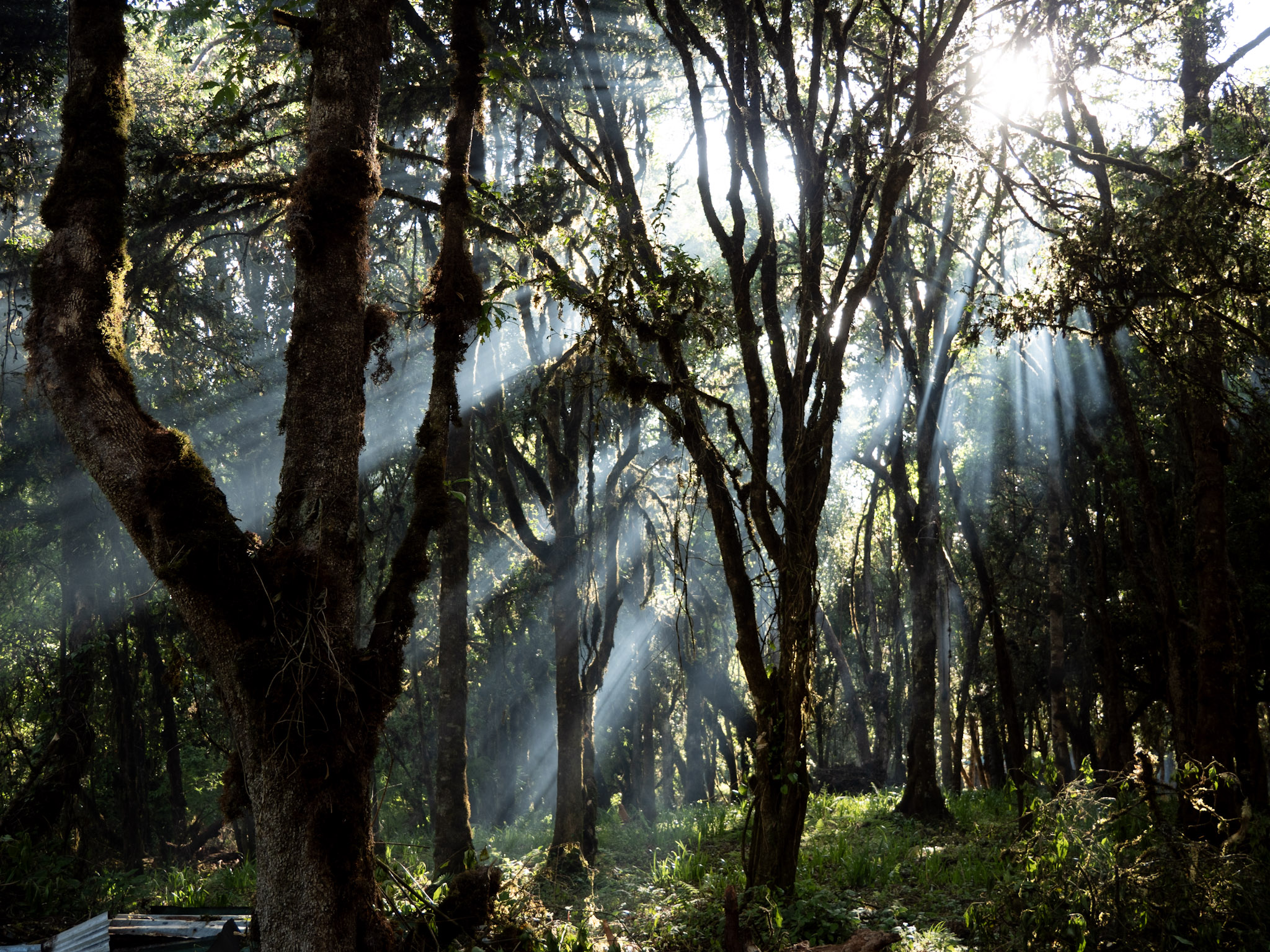 Forêt du Mont Elgon avec belle lumière