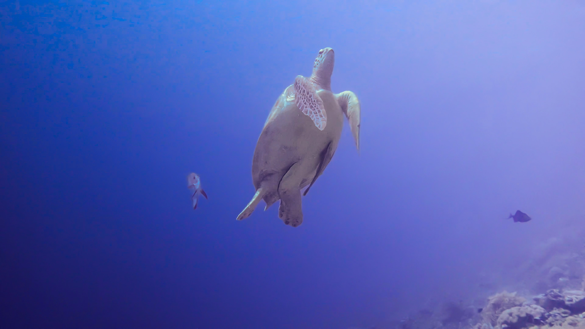 tortue verte géante Raja Ampat