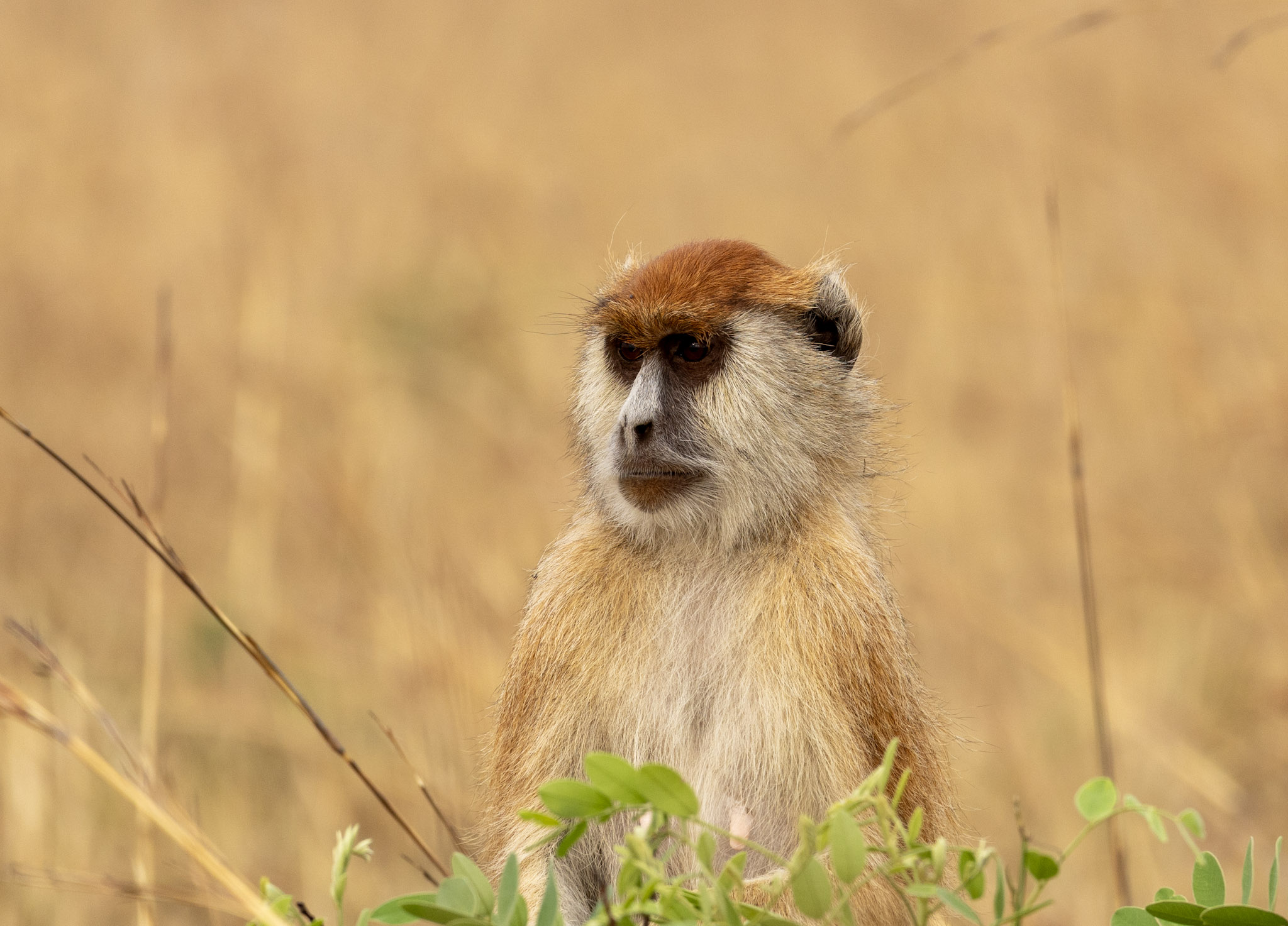 Singe de savane au Kidepo Valley