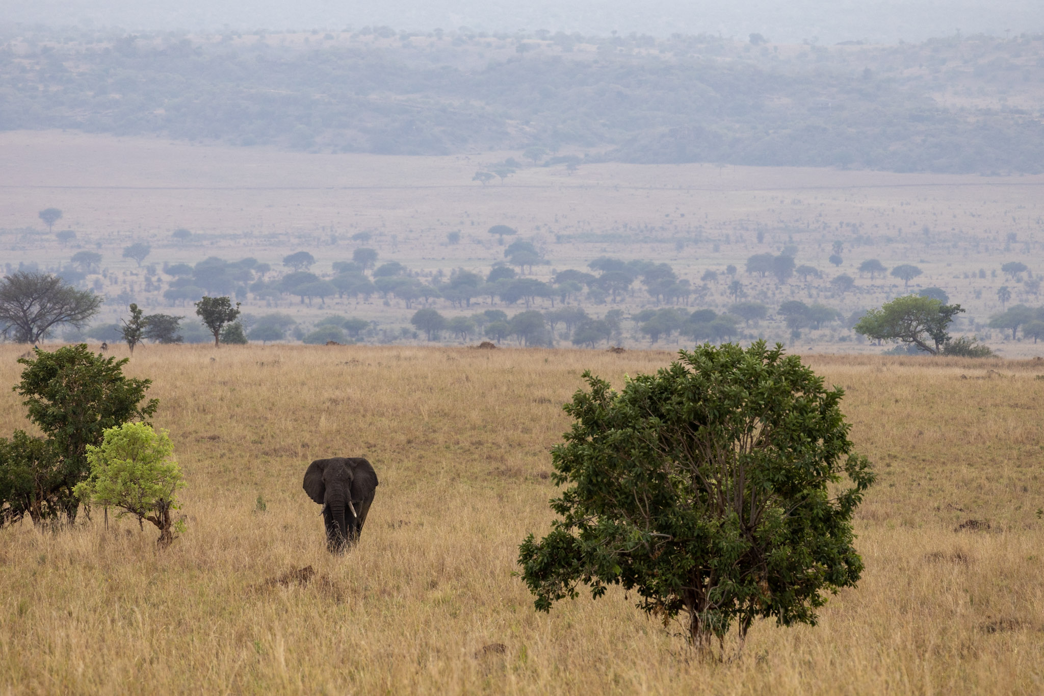 Eléphant au milieu des paysages du Kidepo Valley