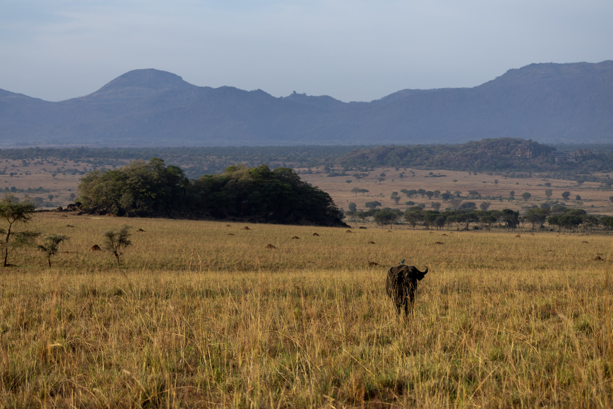 Buffle au milieu des paysages du Kidepo Valley