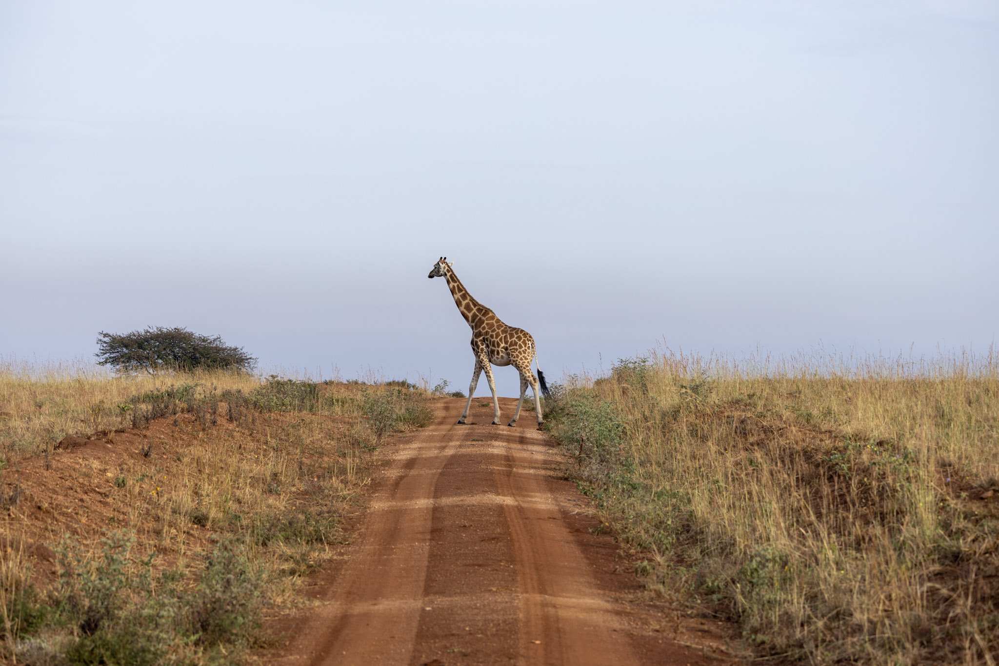 Girafe dans le Kidepo Valley 