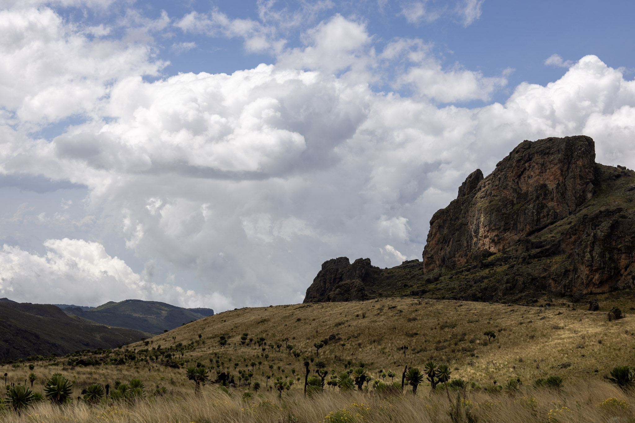 Paysage d'altitude Mont Elgon