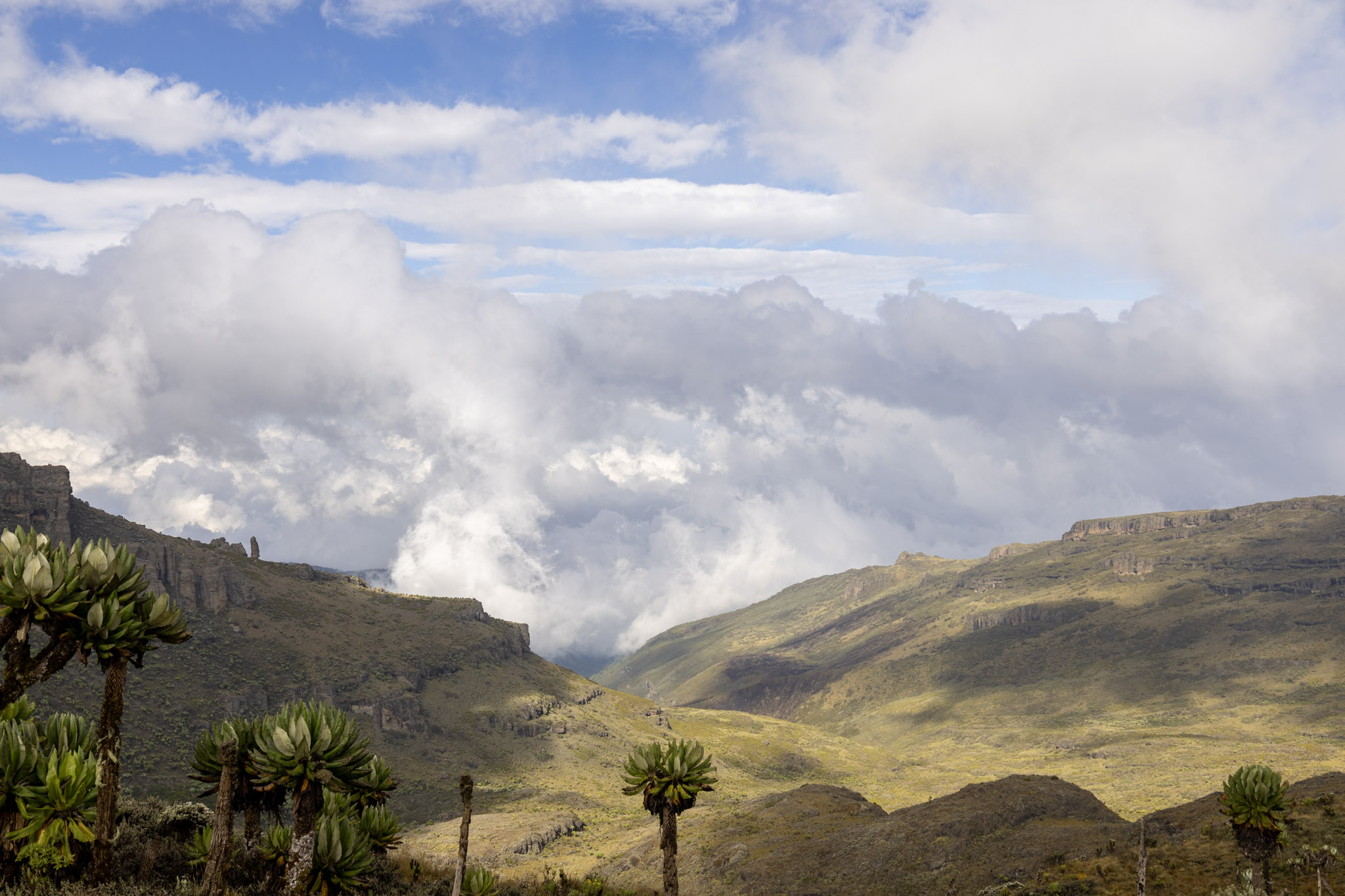 Paysage d'altitude Mont Elgon