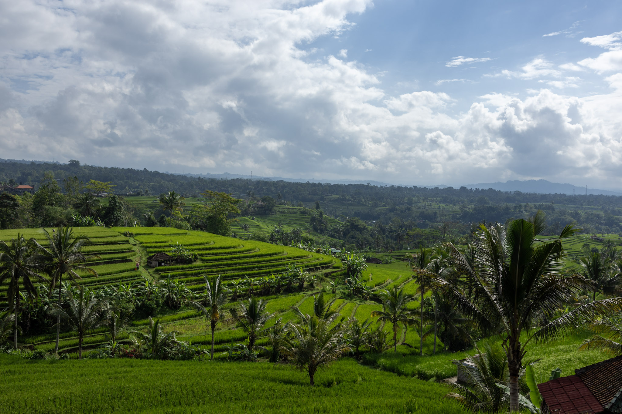 Rizière Bali