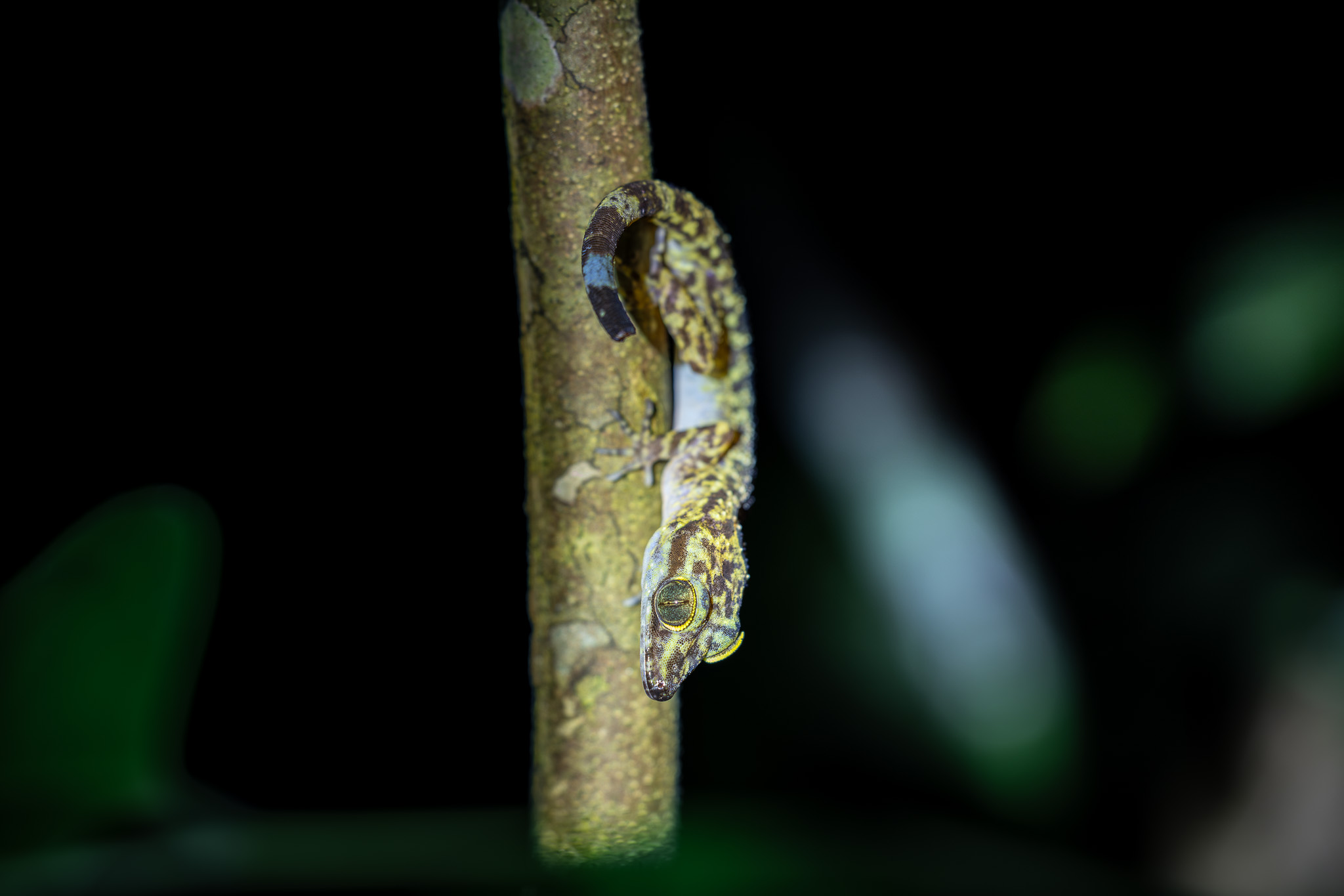 Gecko Raja Ampat