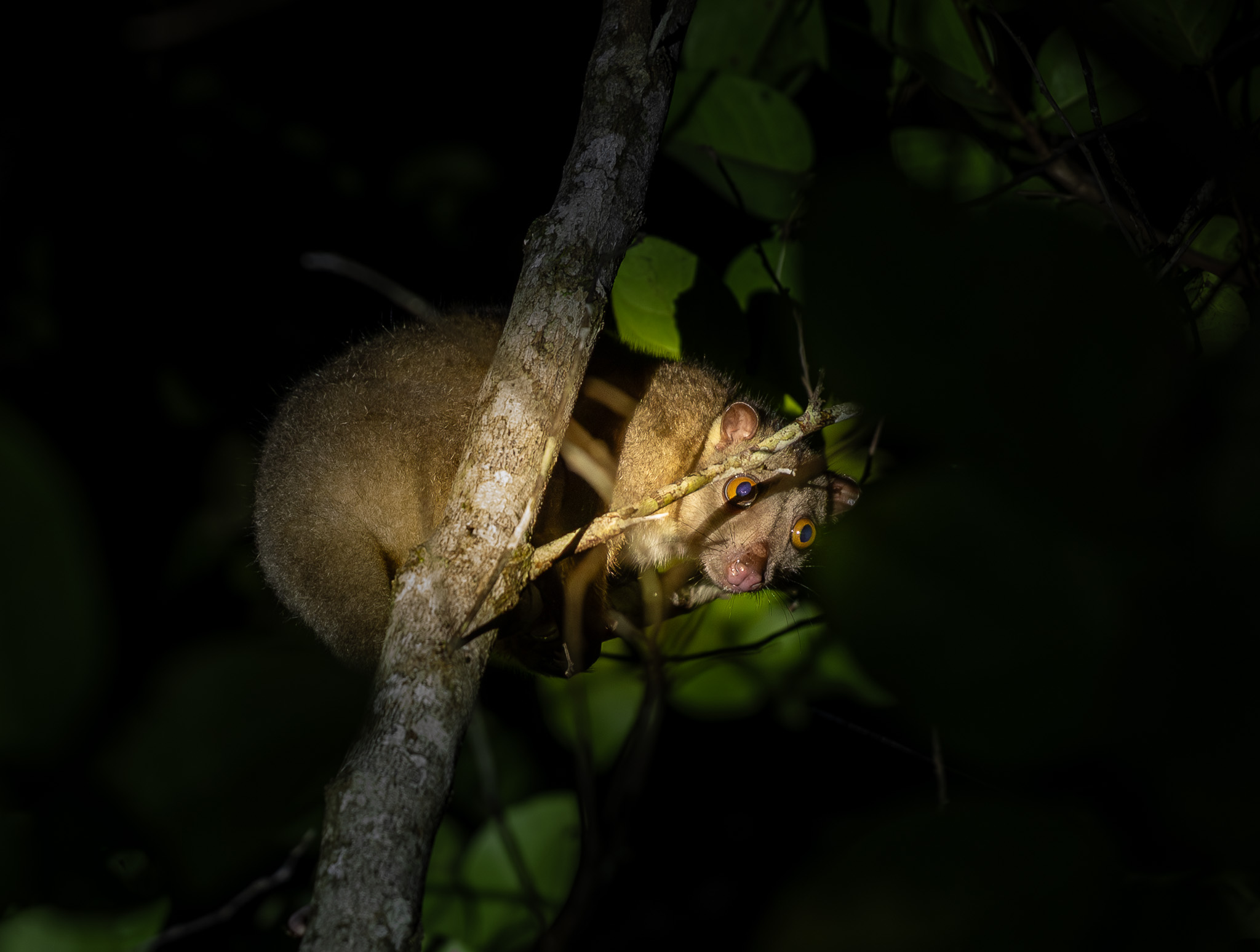 Couscous Raja Ampat