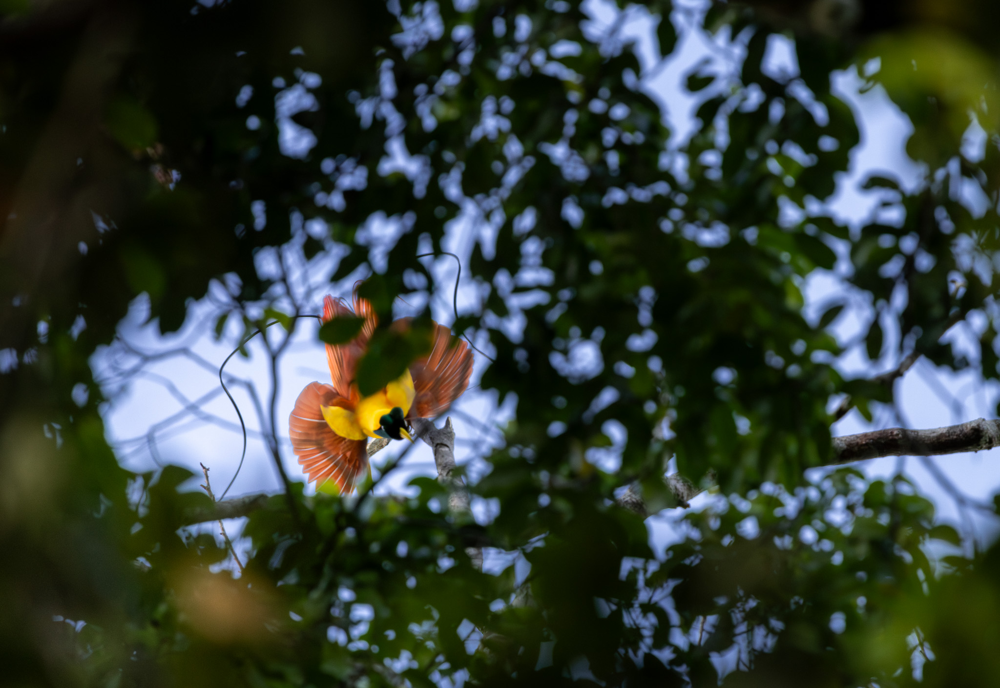 Oiseau du Paradis à Gam aux Raja Ampat