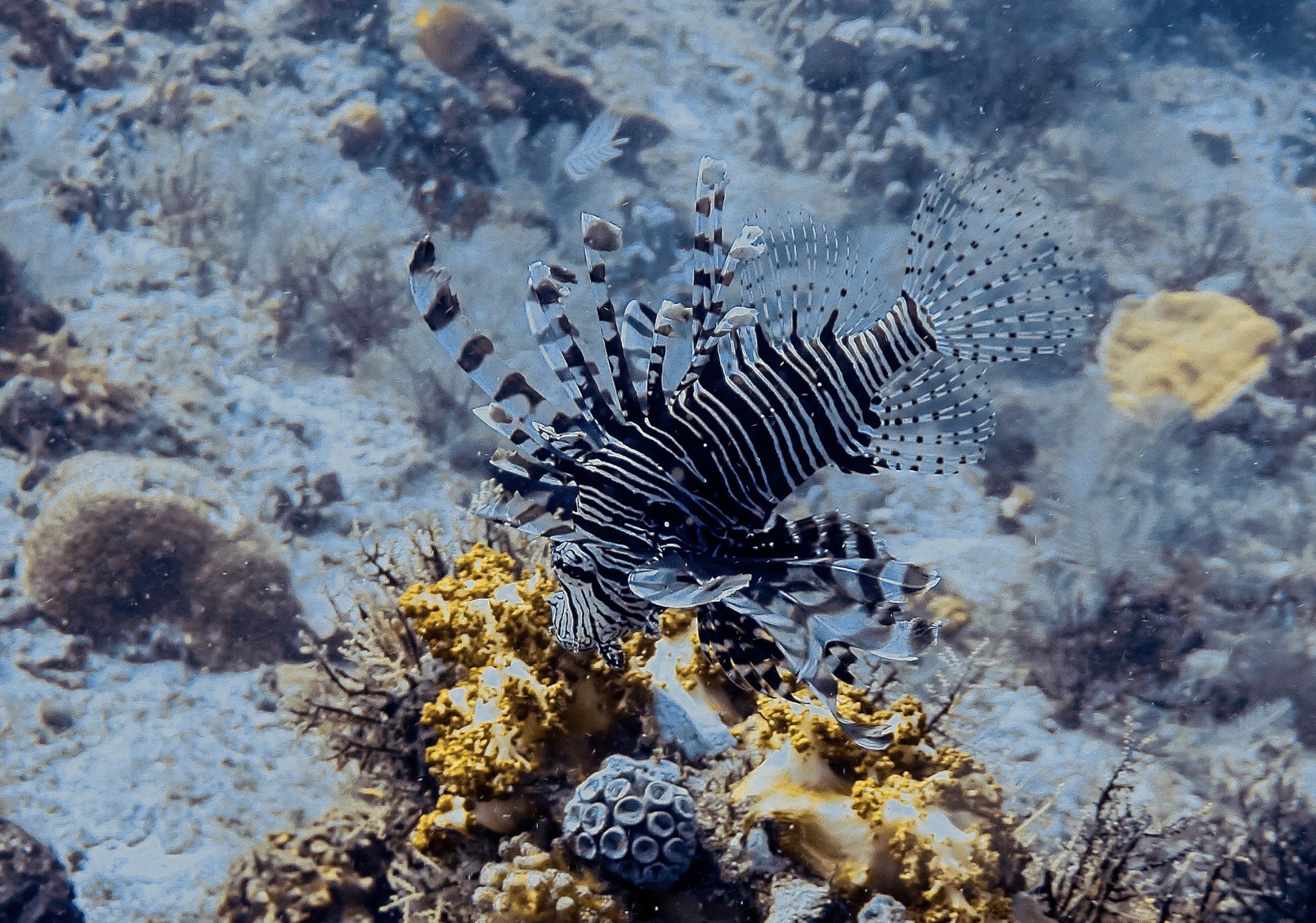 Poisson lion Komodo