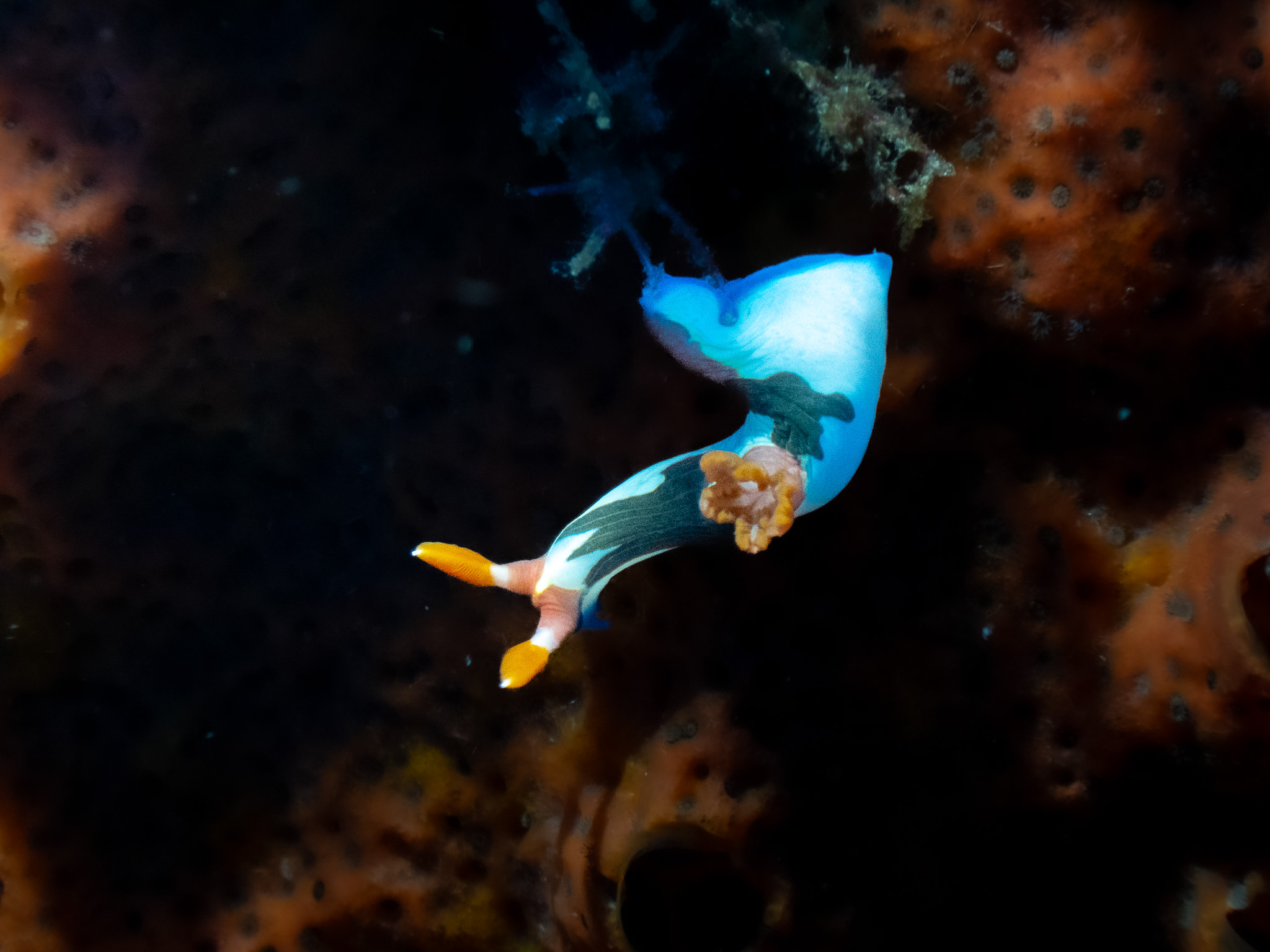 Nudibranche Komodo