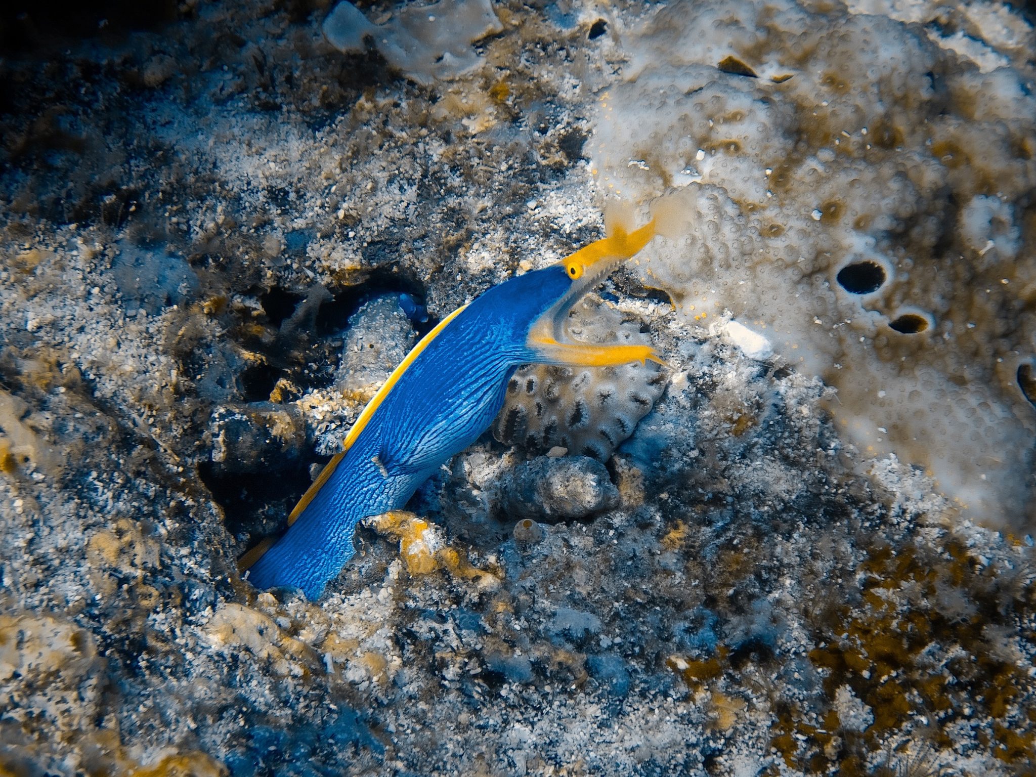 Ribbon eel Komodo