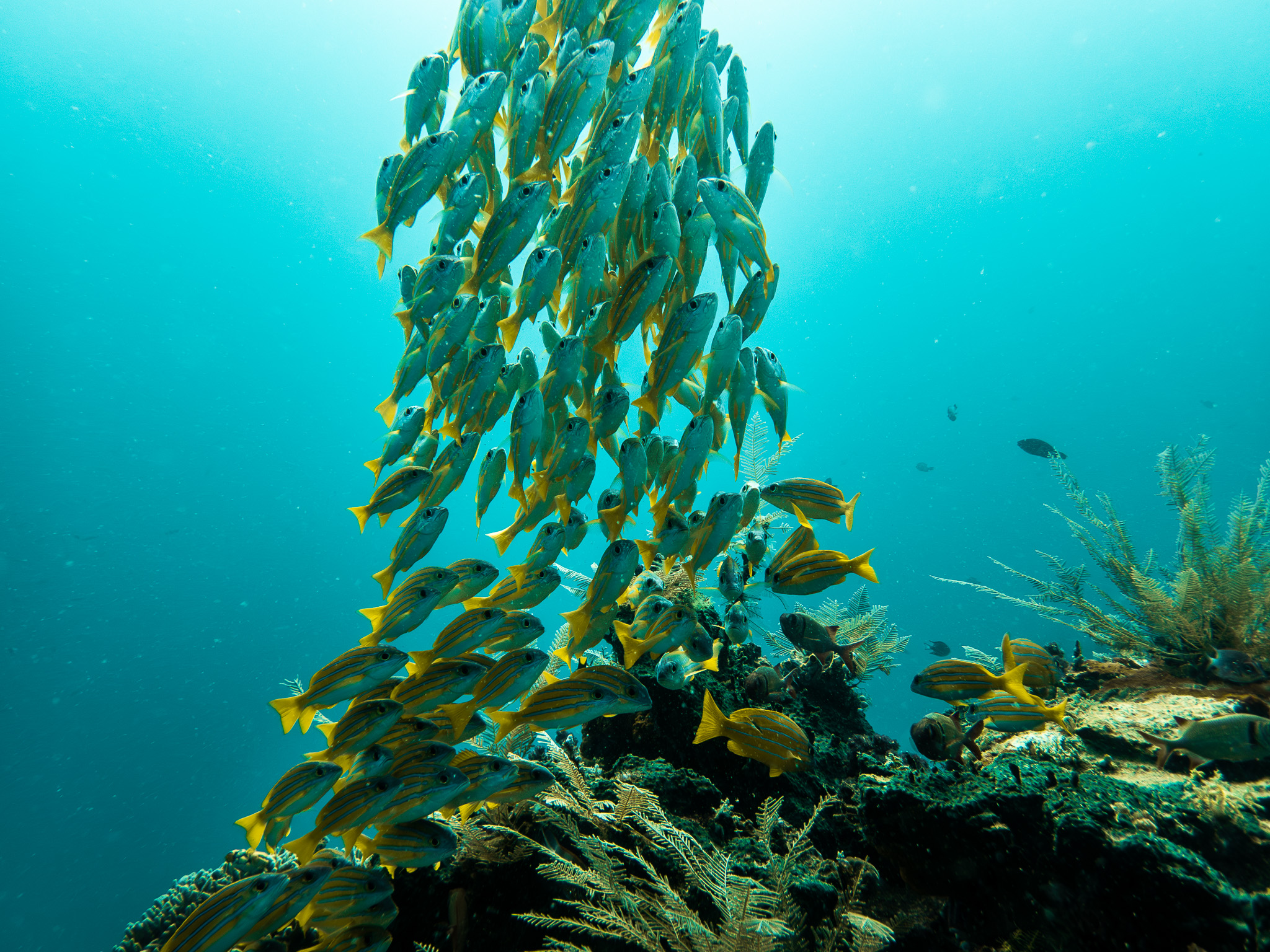 Banc de poissons en plongée aux Raja Ampat