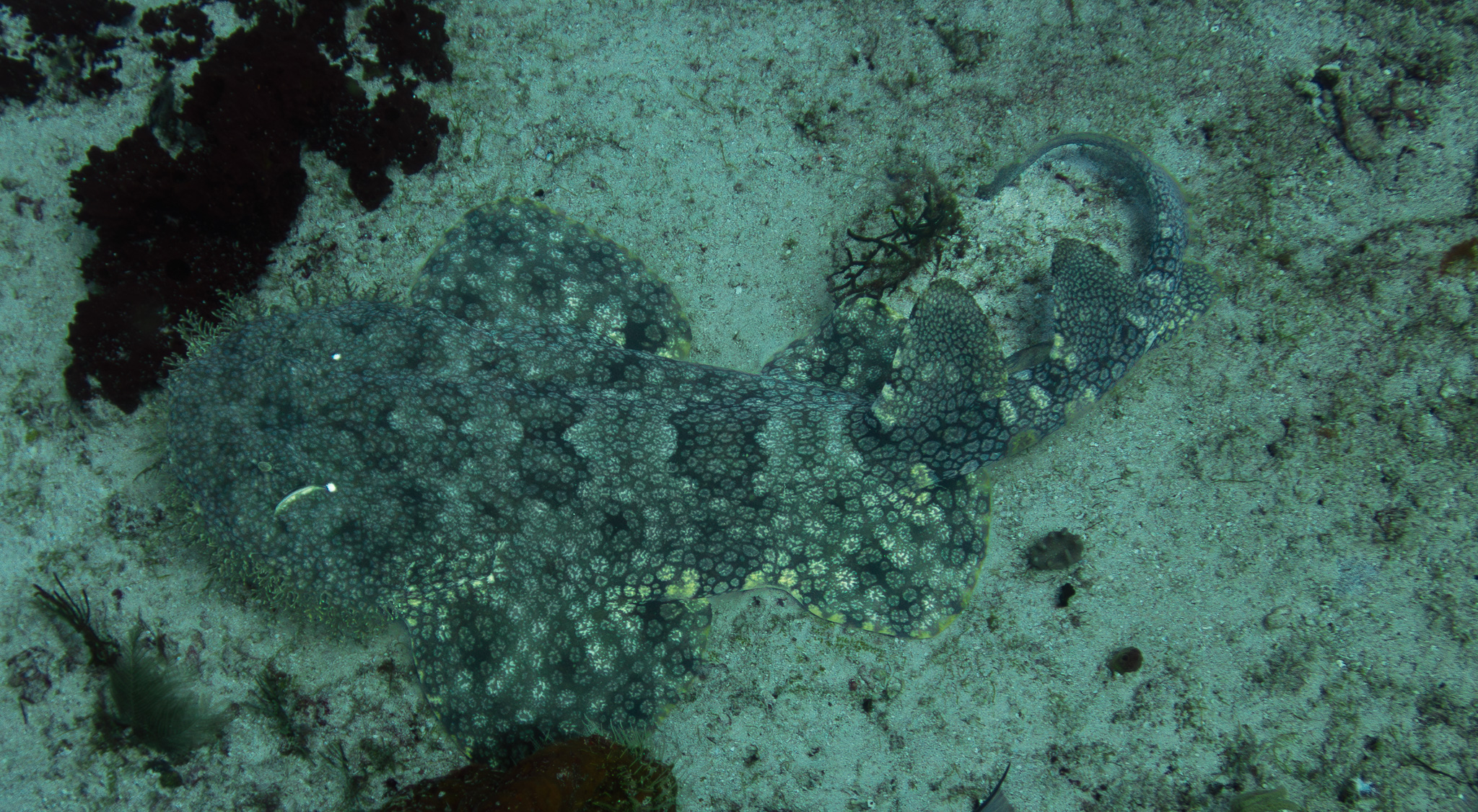 Requin tapis ou wobbegong en plongée aux Raja Ampat