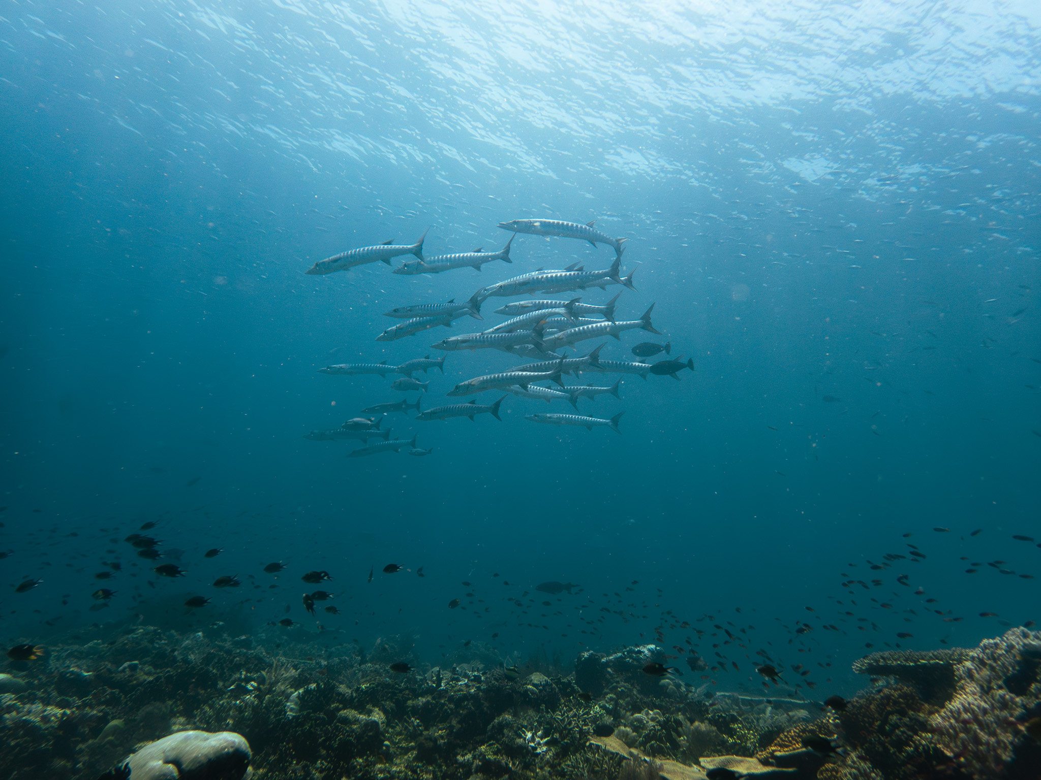 Banc de barracudas en plongée aux Raja Ampat