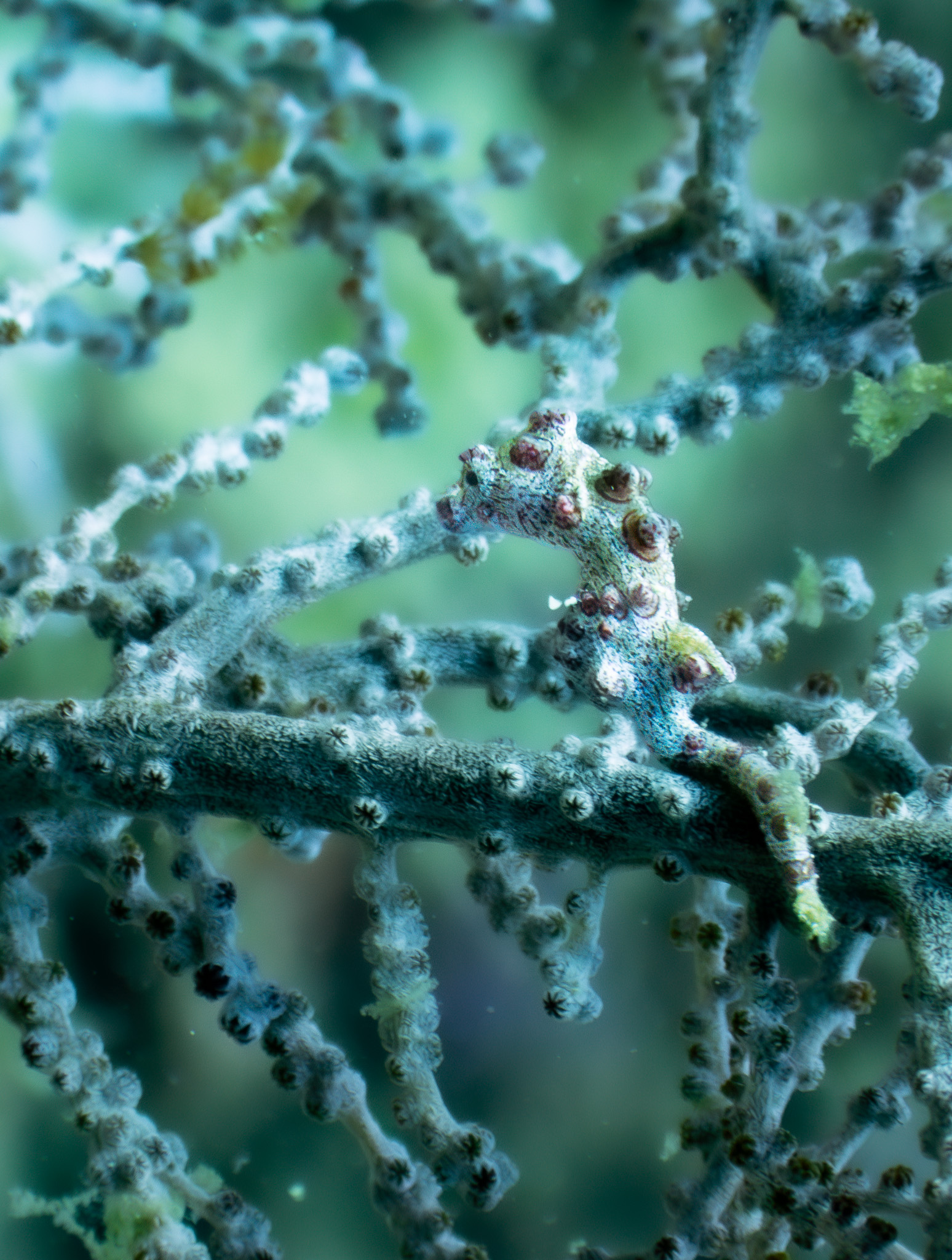 Hippocampe pygmé plongée Raja Ampat