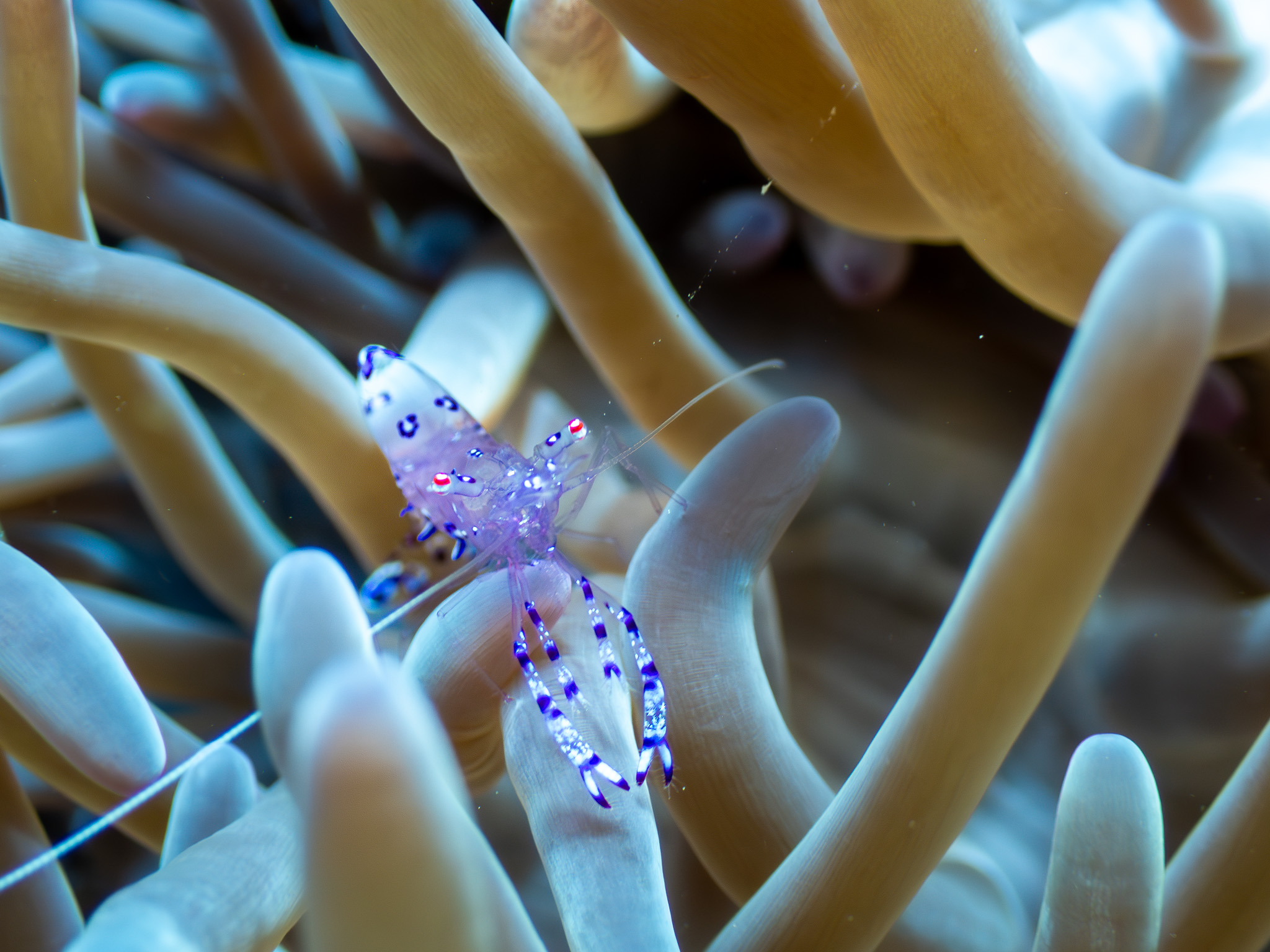 Crevette plongée Raja Ampat