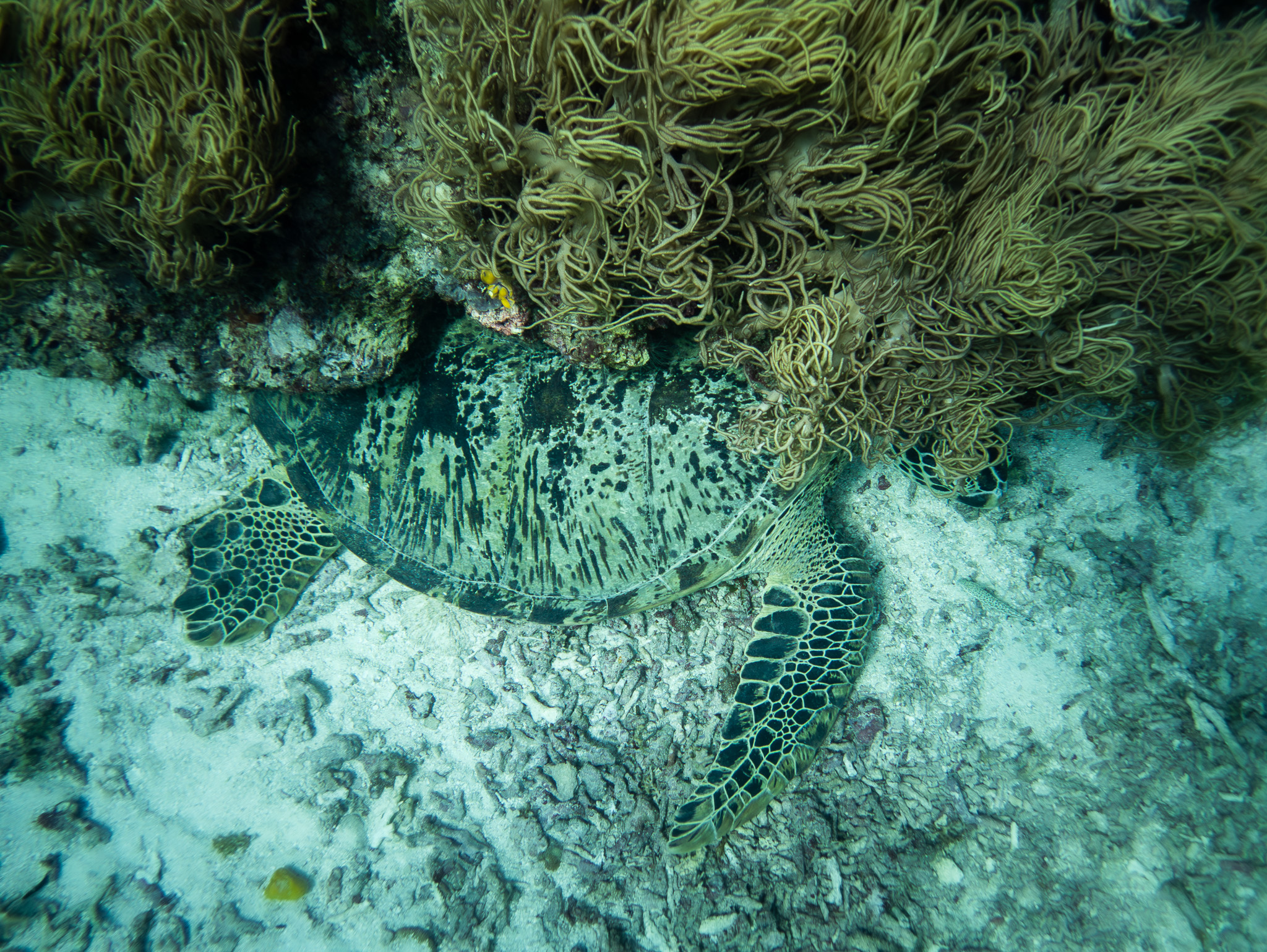 tortue verte géante Raja Ampat