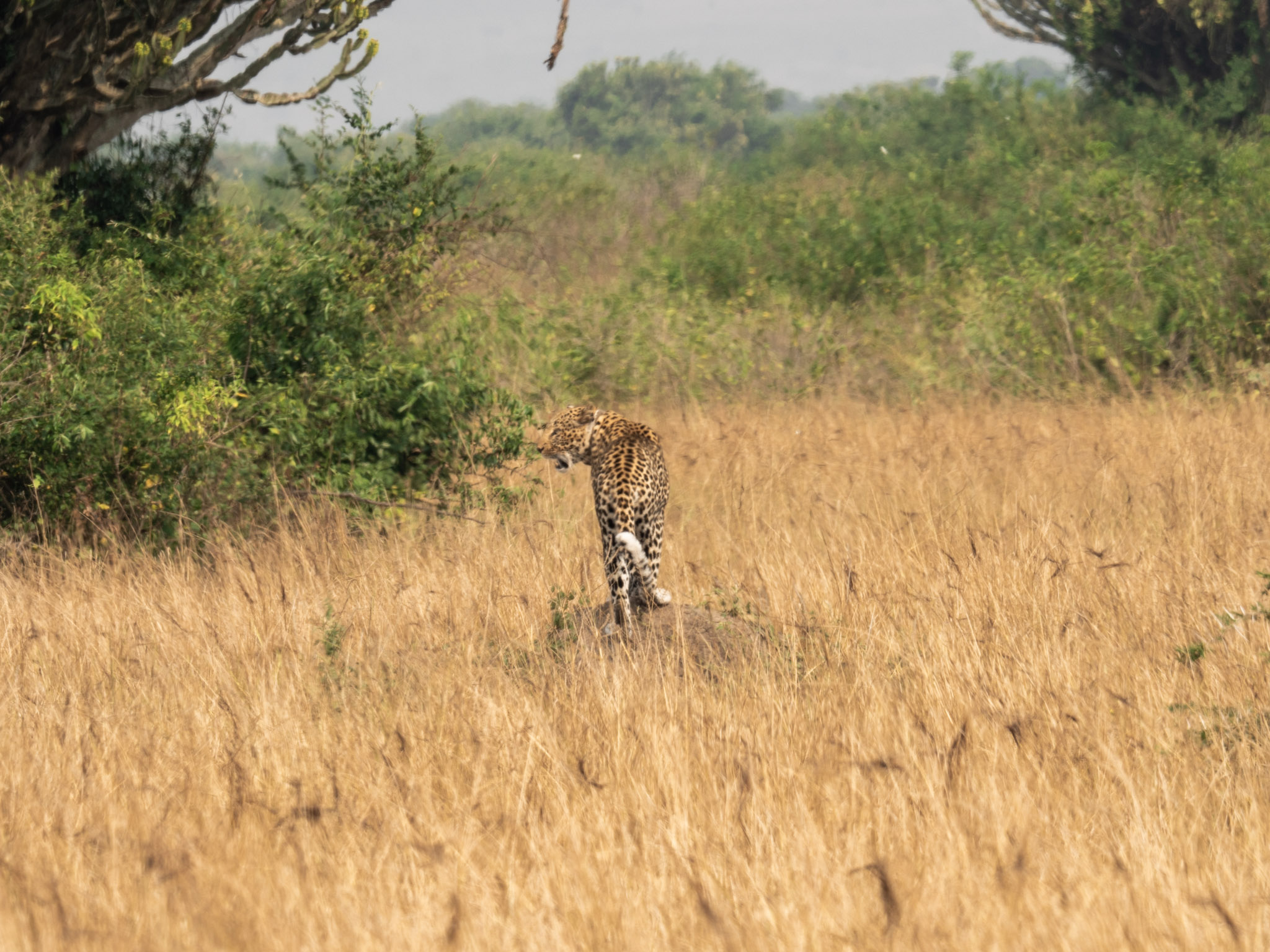 Léopard Queen Elizabeth Ouganda