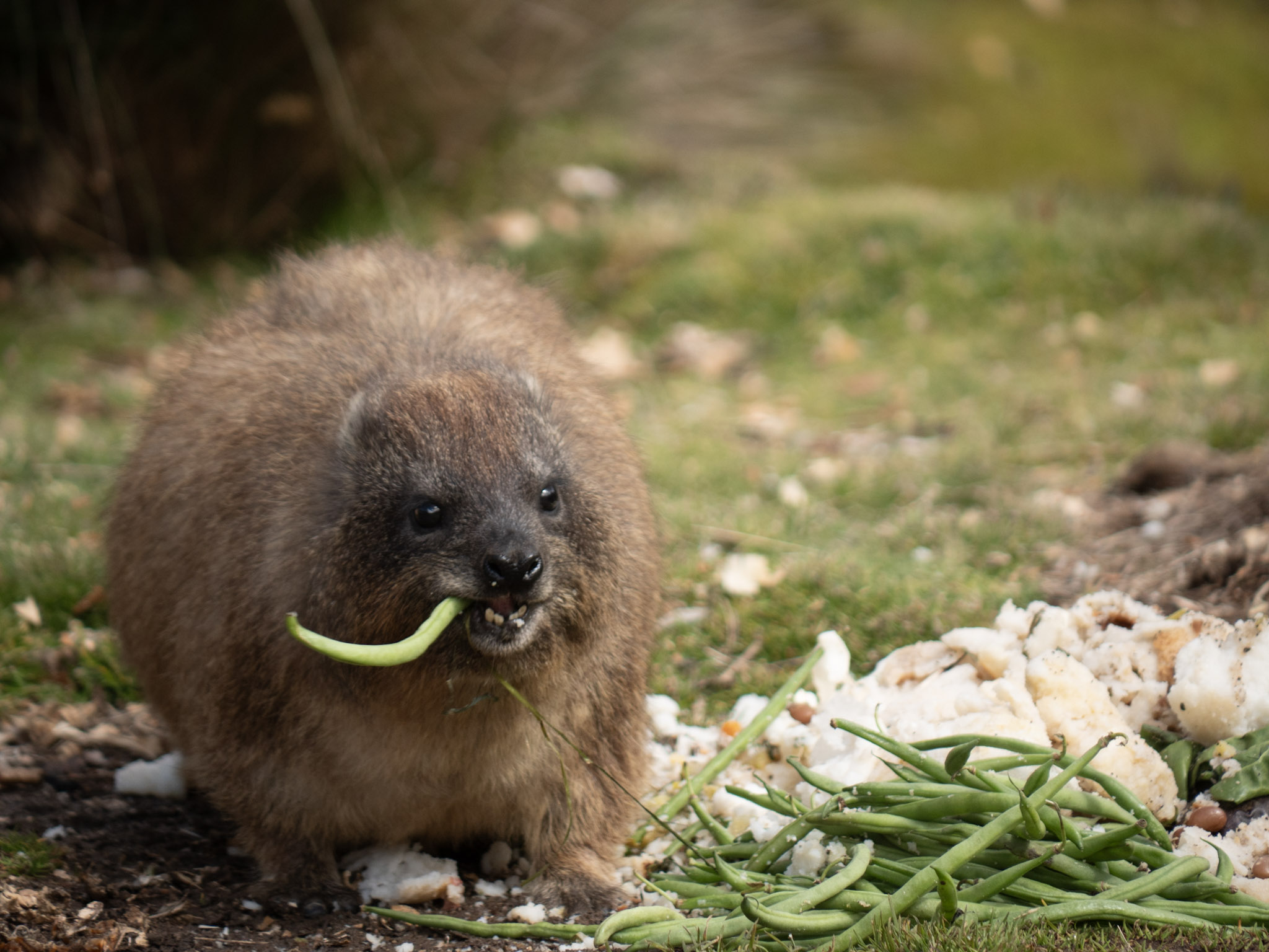 Marmotte Mont Kenya