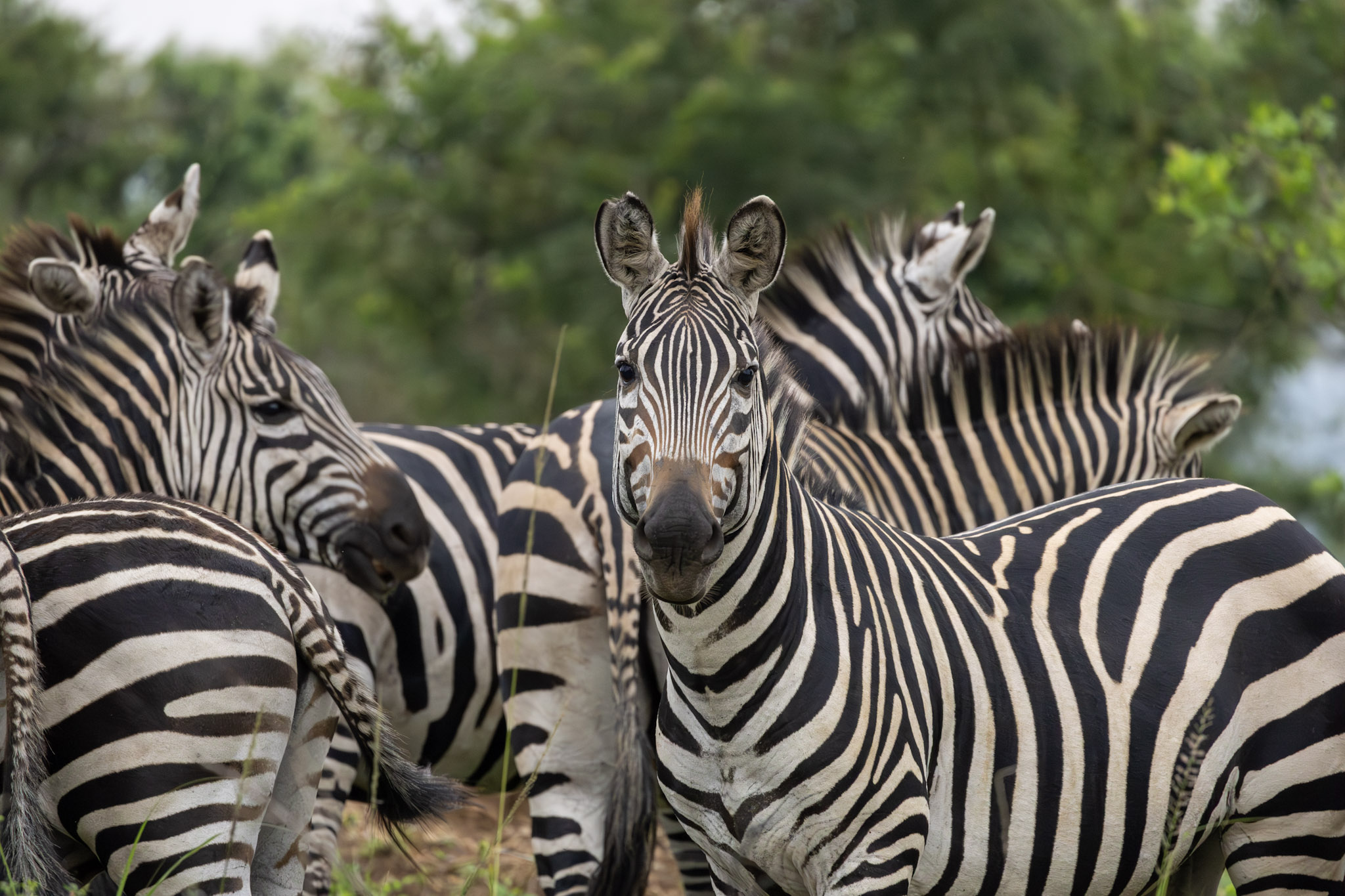 Zèbres Lake Mburo Ougande