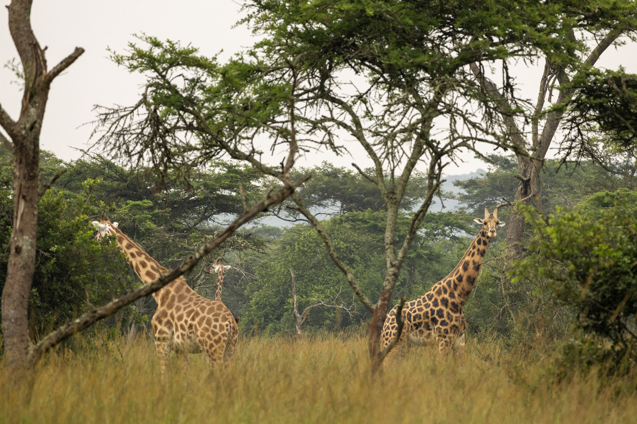 Girafes Lake Mburo Ougande