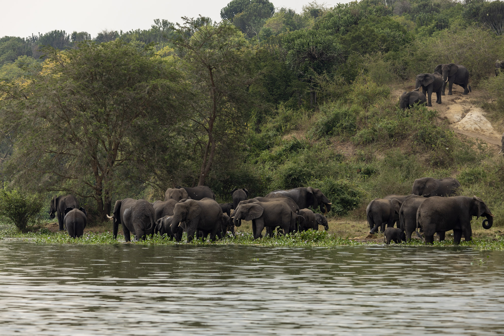 Eléphants Queen Elizabeth Ouganda