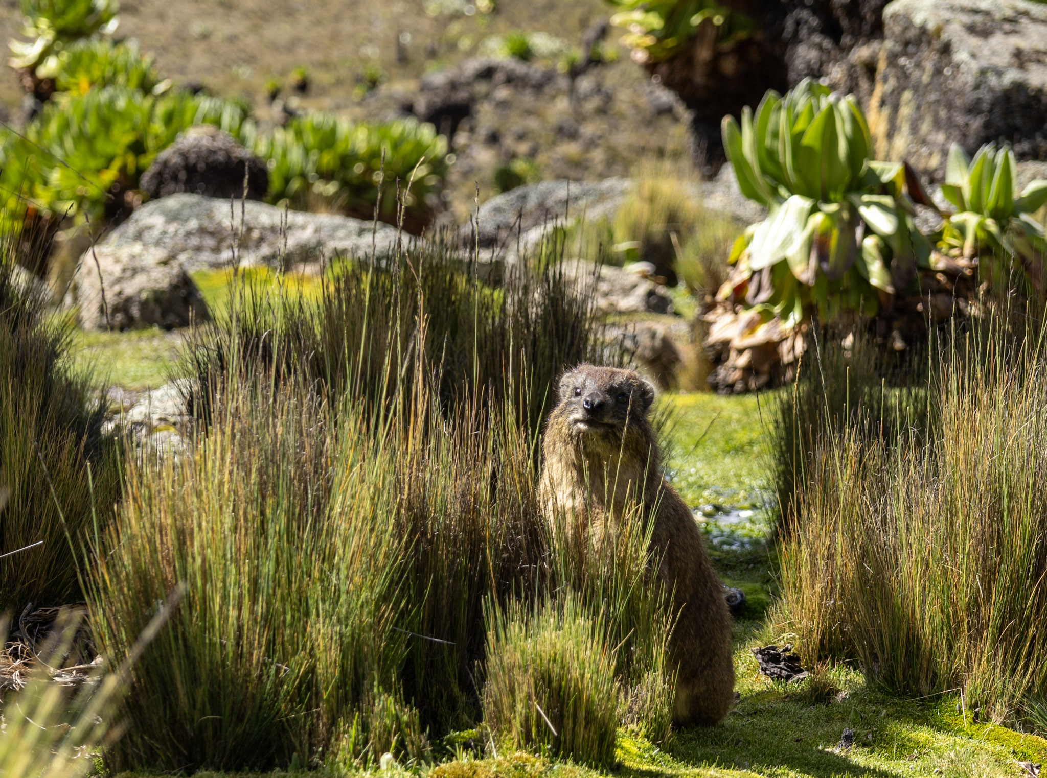 Marmotte Mont Kenya