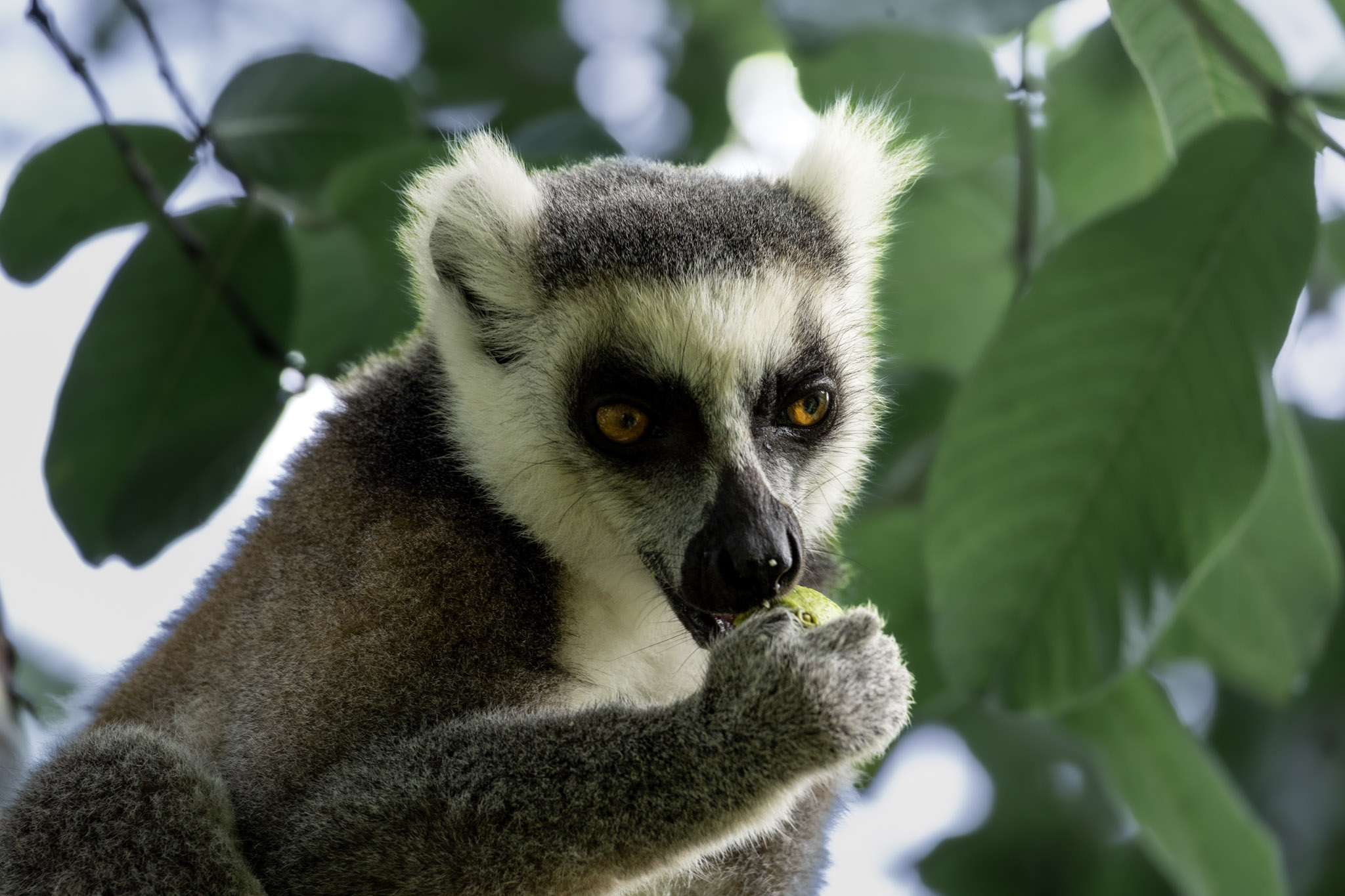 Lémurien Maki Catta Madagascar