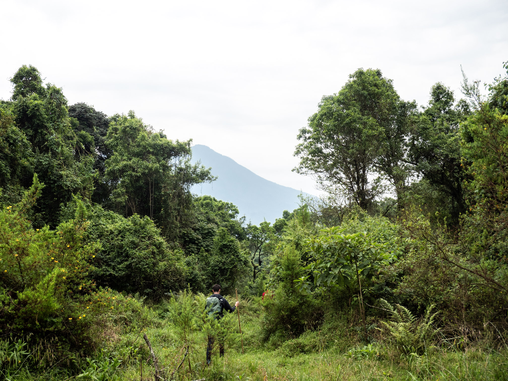 Randonnée forêt Ouganda