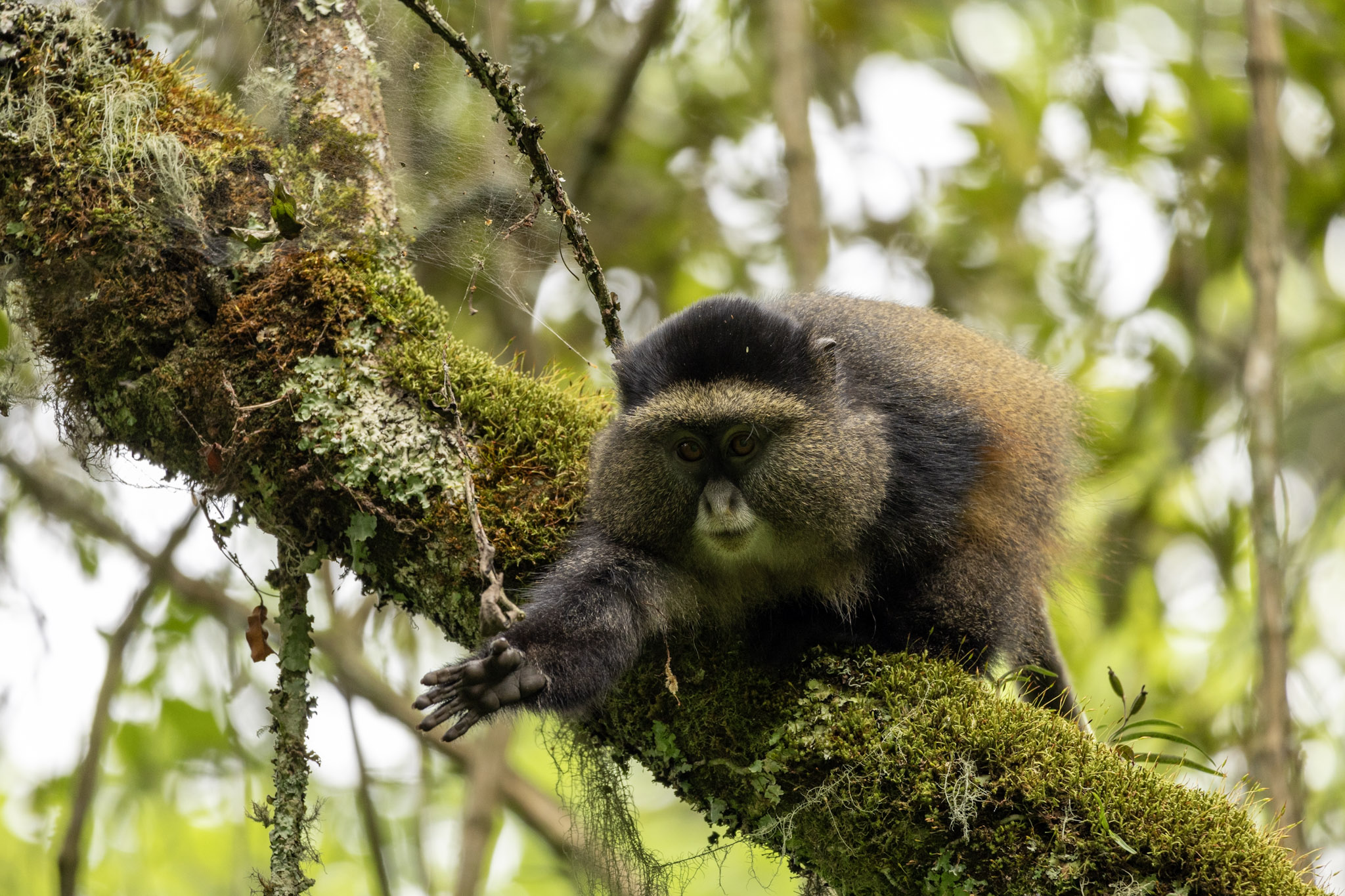 Singe doré Ouganda