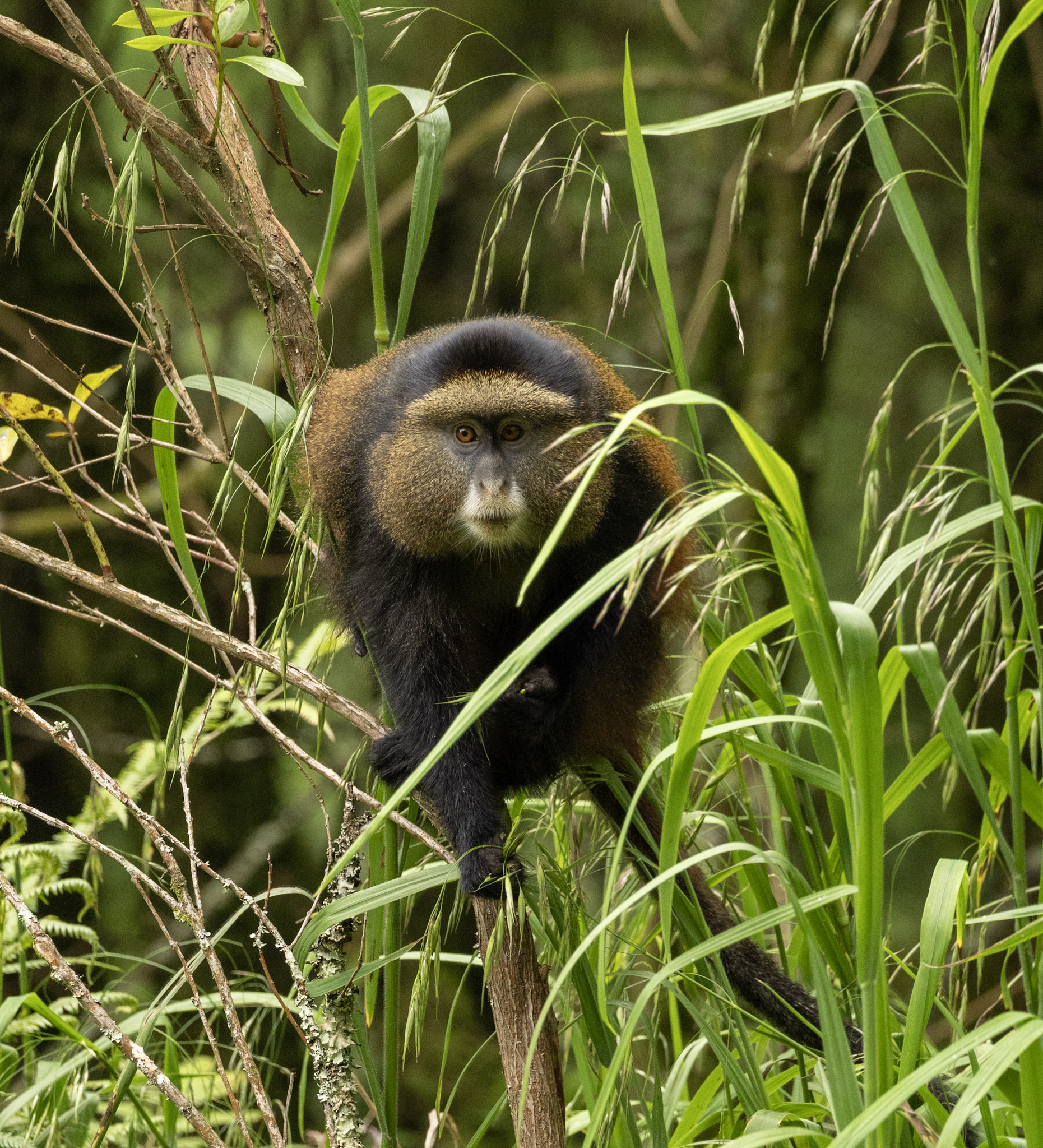 Singe doré Ouganda