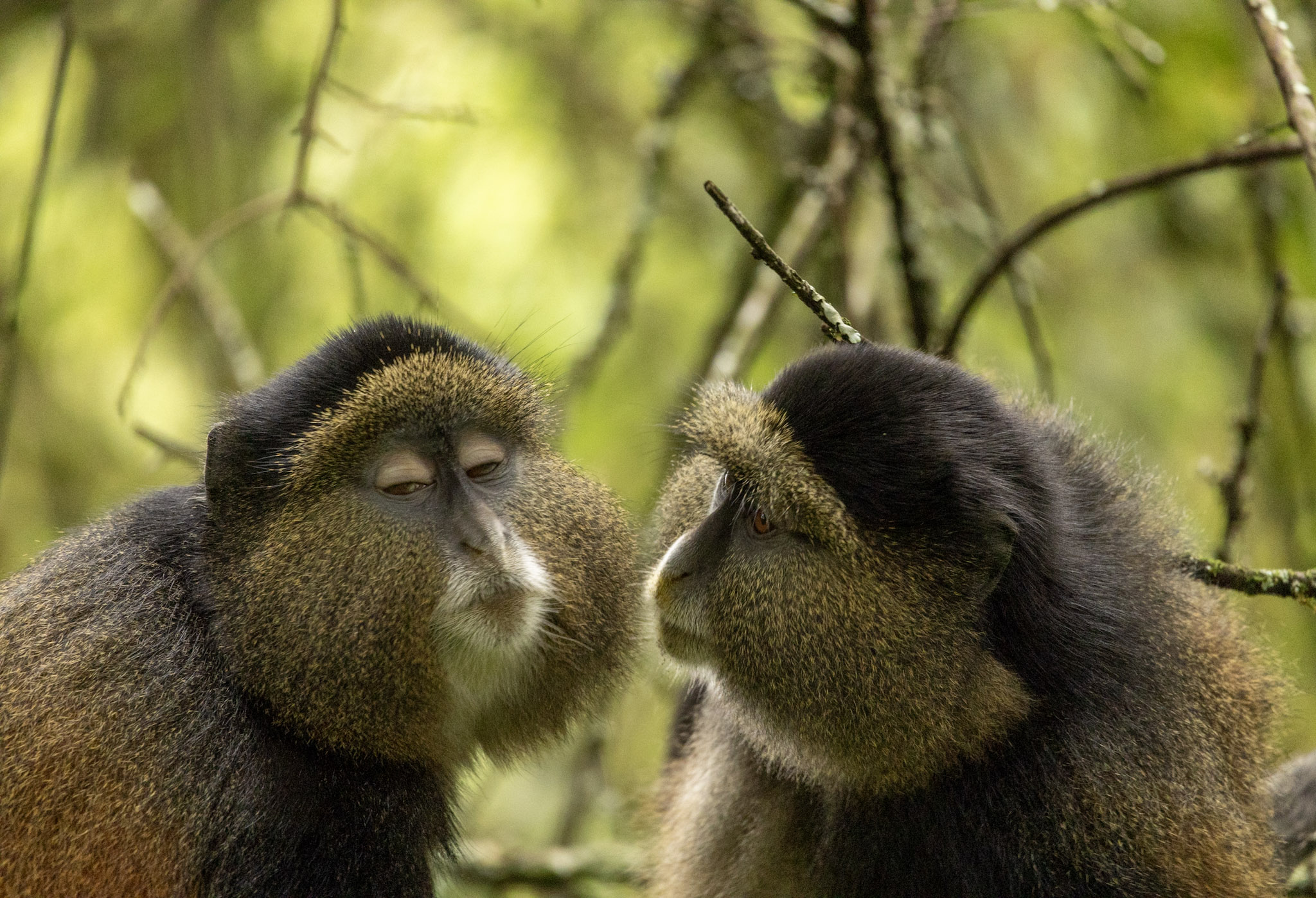 À la rencontre des singes dorés en Ouganda