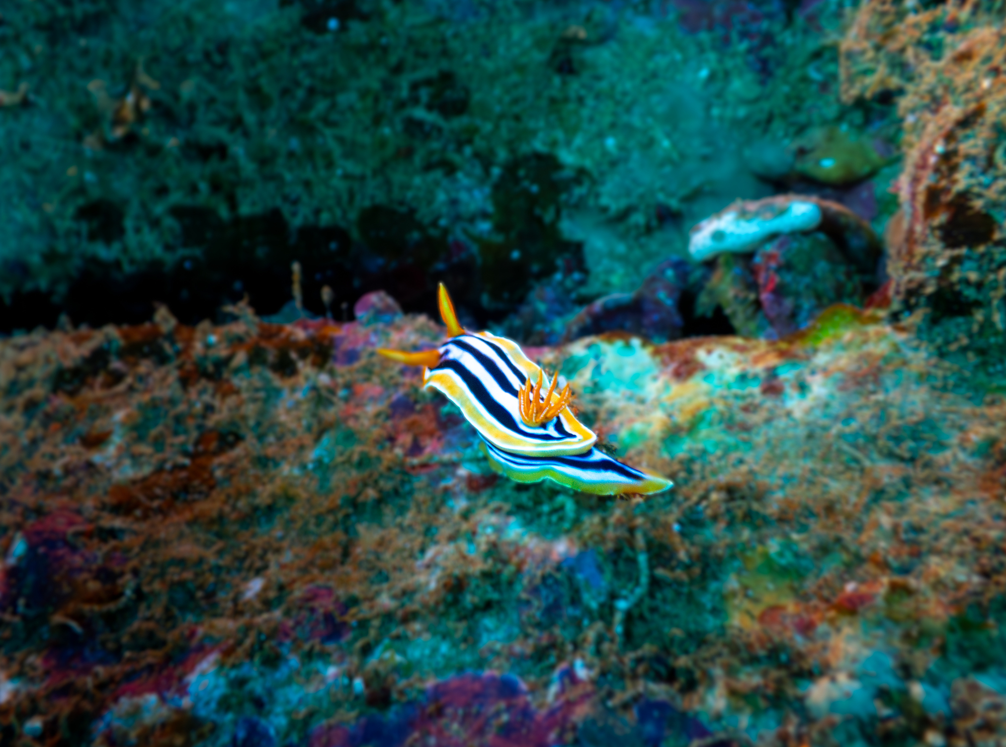 Nudibranche mer rouge