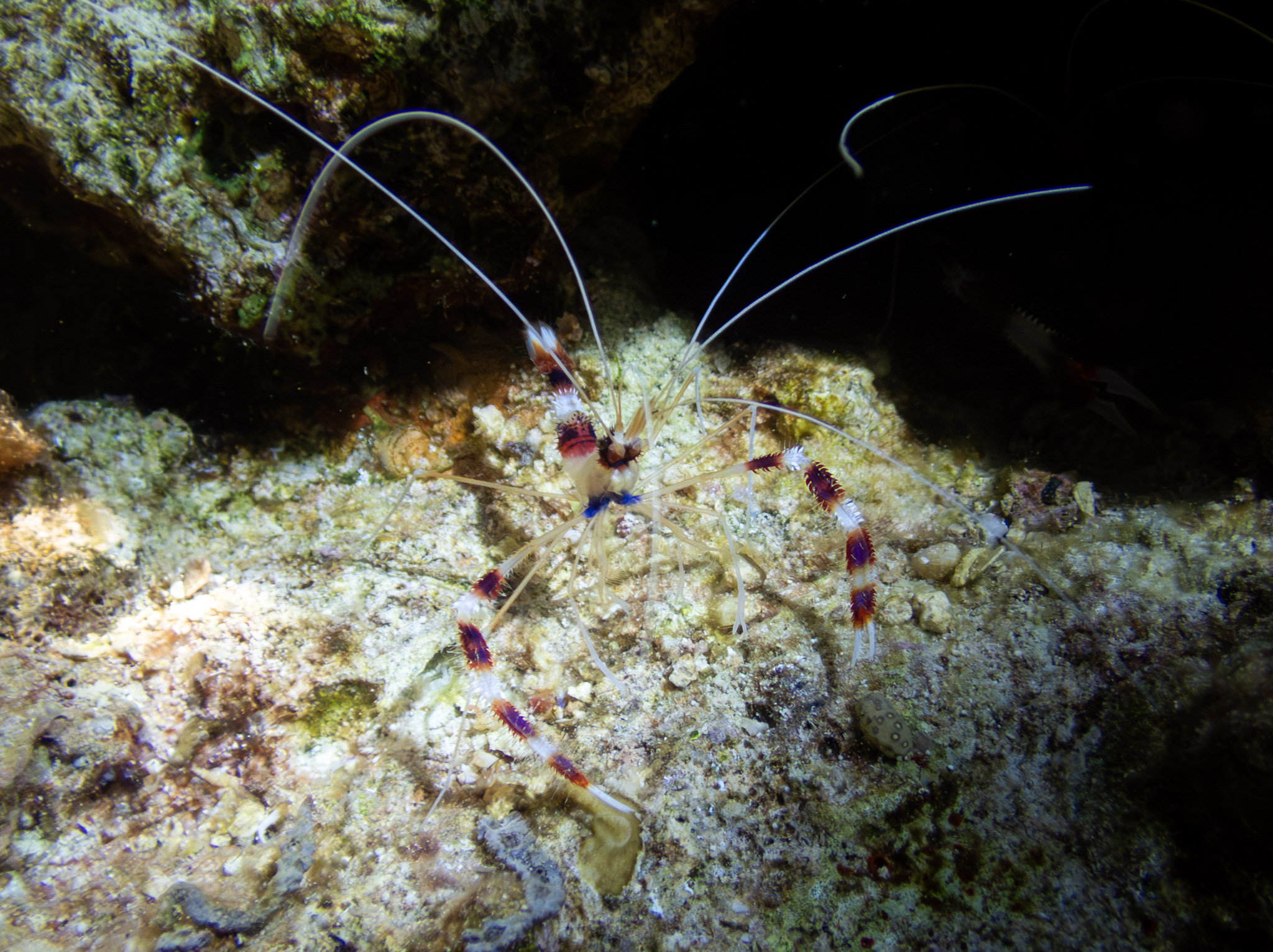 Crevette mer rouge