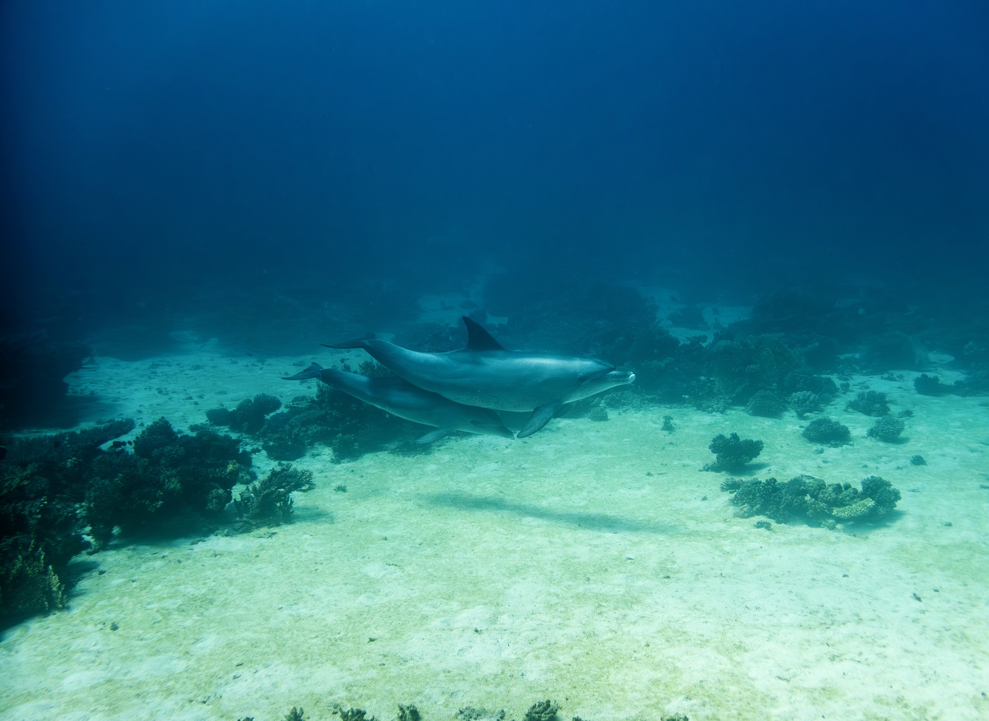 Dolphin house mer rouge
